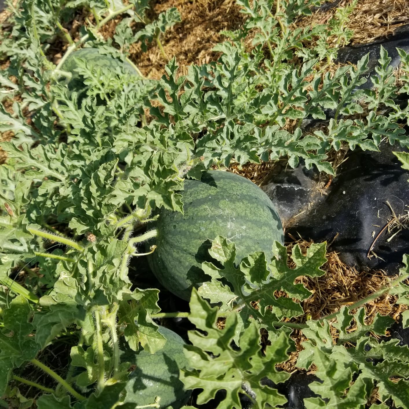 Drip Irrigation System - 2025 Upgraded Garden Watering System with 46FT 1/2