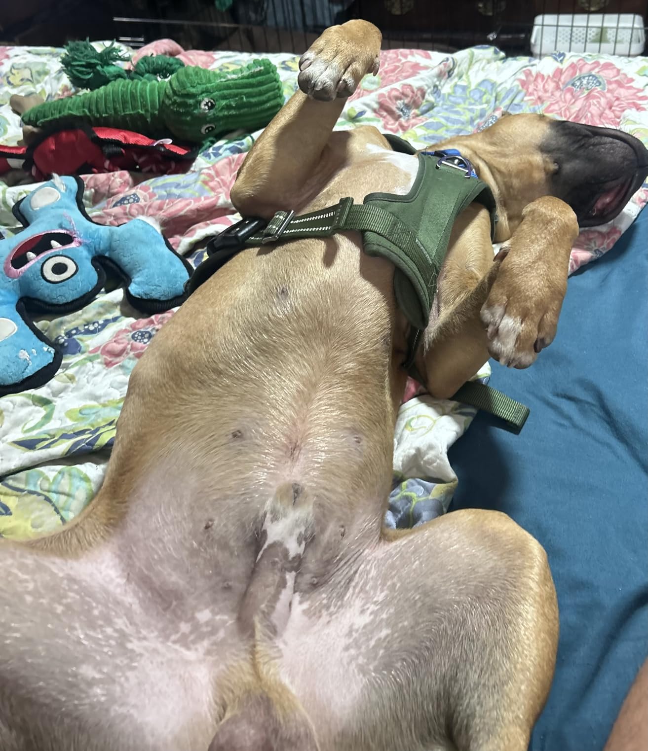 12 Inch Hybrid Queen Mattress in a Box - Gel Memory Foam & Pocket Springs for Back Pain Relief, Soft & Plush Fiberglass-Free Bed, CertiPUR-US Certified, 60x80 Inches - Customer Photo 2