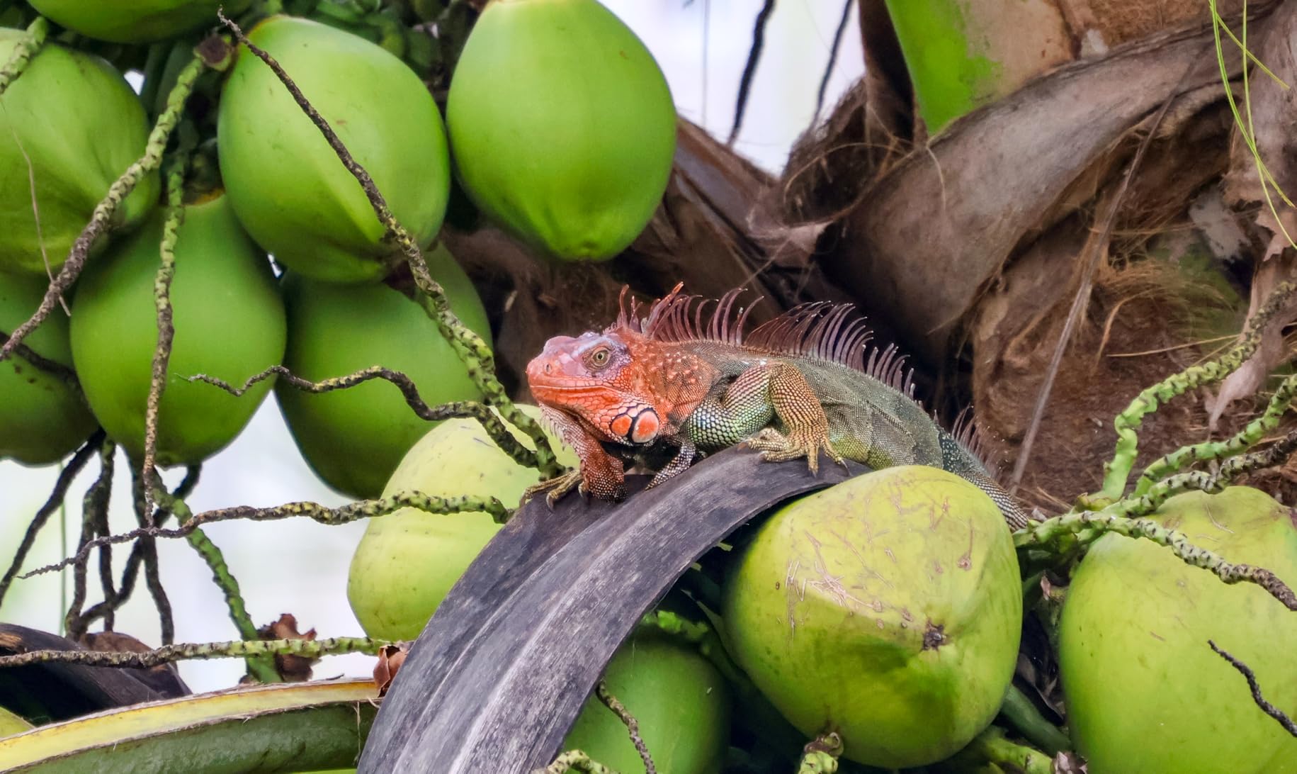 Sigma 16-300mm F3.5-6.7 DC OS Contemporary Lens for Canon RF - Customer Photo 1