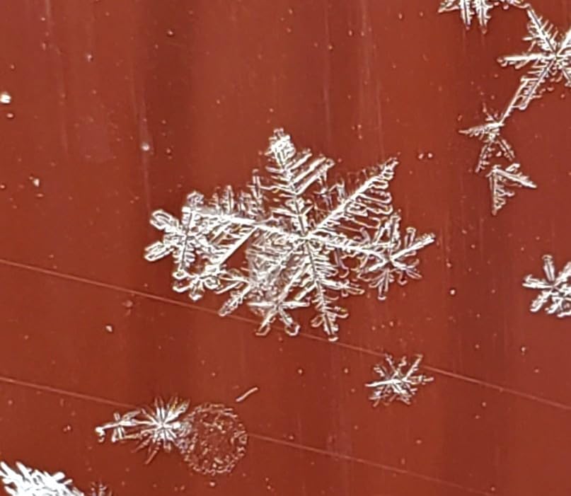 NEEWER 31.5 NEEWER 31.5