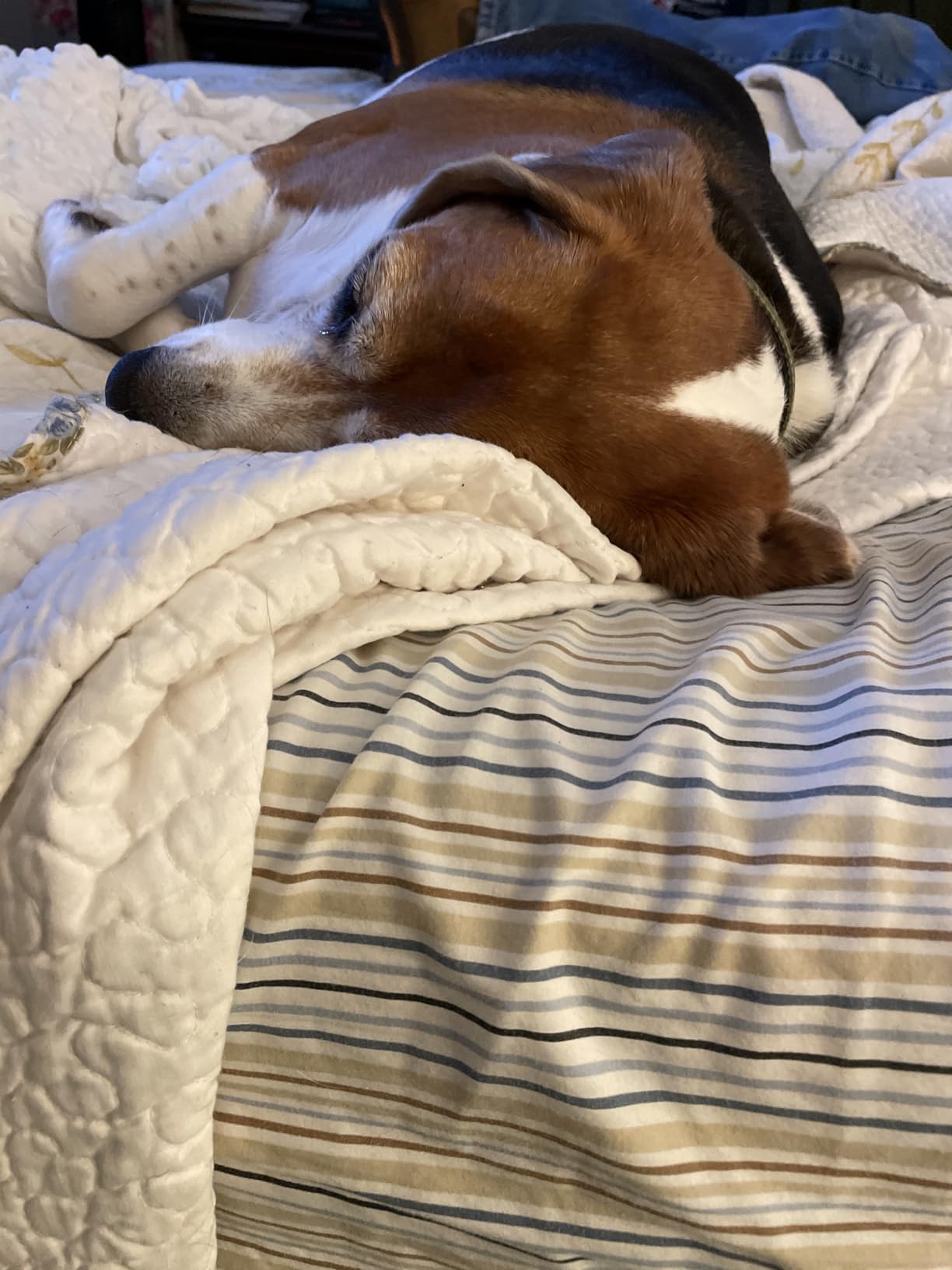 Dreo Tower Fan for Bedroom, 90° Oscillating Standing Fans for Room with 4 Speeds, 3 Modes, 28dB Quiet for Sleep, 25ft/s Velocity, 8H Timer, Remote, Living Room, Office, Home, Black, TF117 - Customer Photo 2