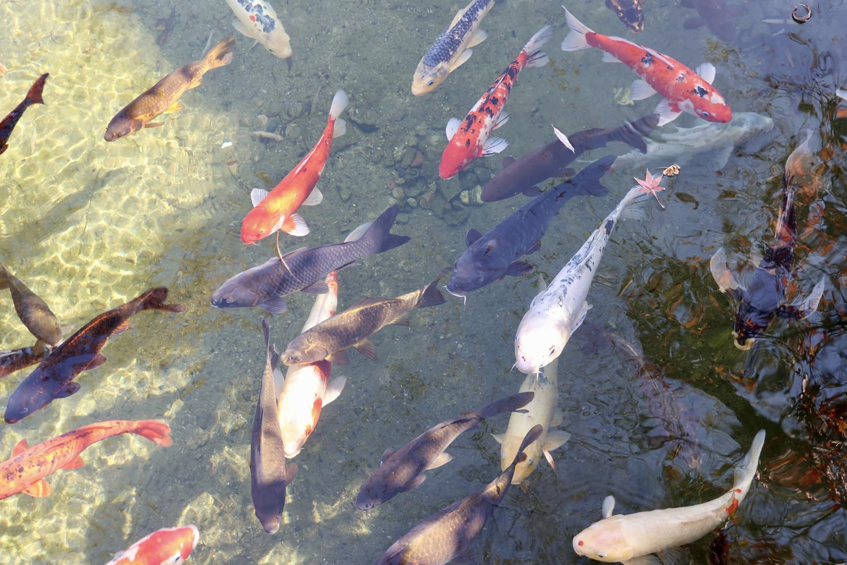 Canon PowerShot V1, Hybrid Camera, Built-in Ultra-Wide-Angle Zoom Lens, 4K Video, Vlogging, Live Streaming, Content Creation, Compact Design - Customer Photo 2