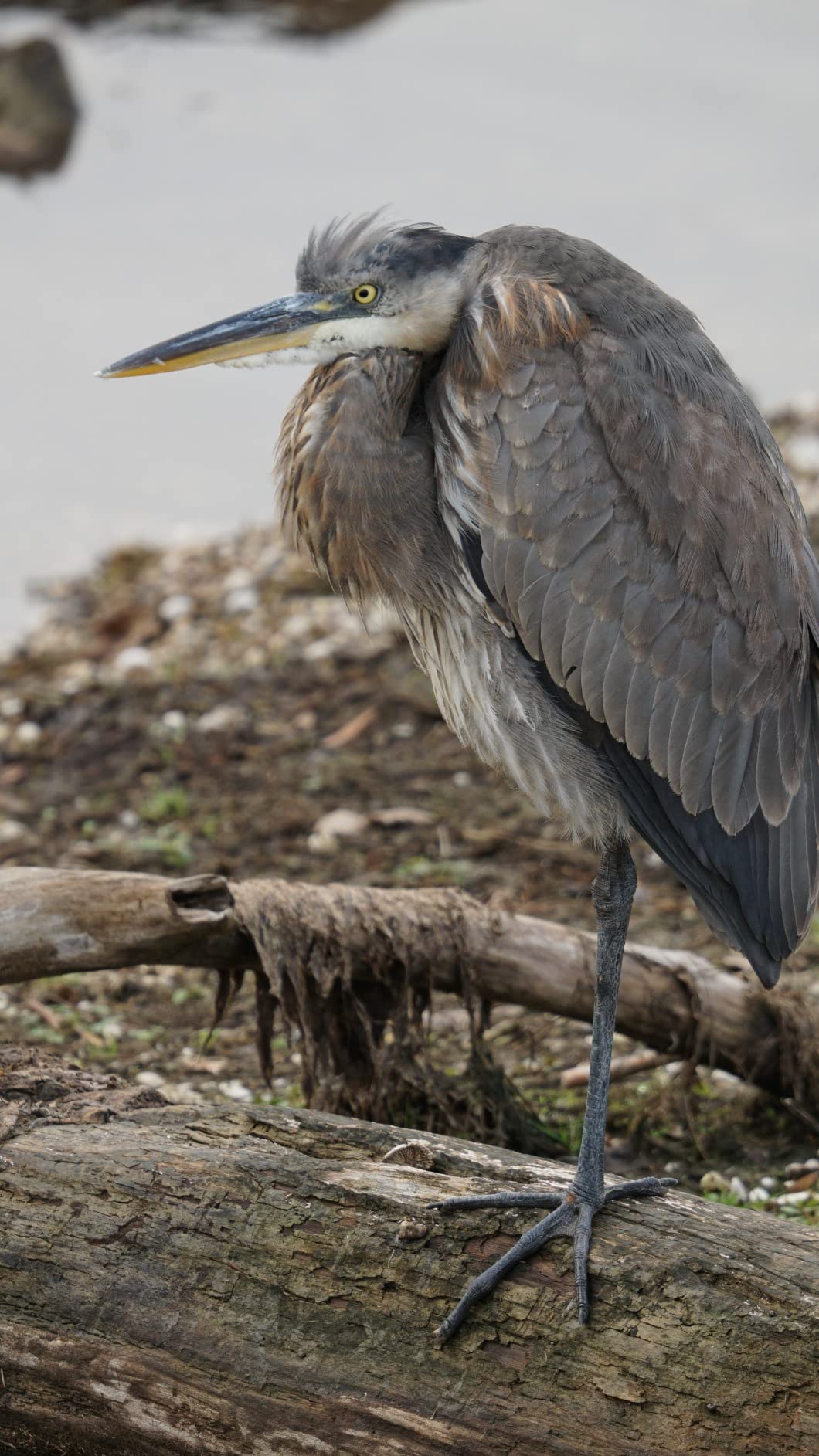 Sigma 150-600mm f5-6.3 DG DN OS Sports Lens for Sony E with Sunshine Photo Professional Bundle Customer Review Sigma 150-600mm f5-6.3 DG DN OS Sports Lens for Sony E with Sunshine Photo Professional Bundle - Customer Photo 1