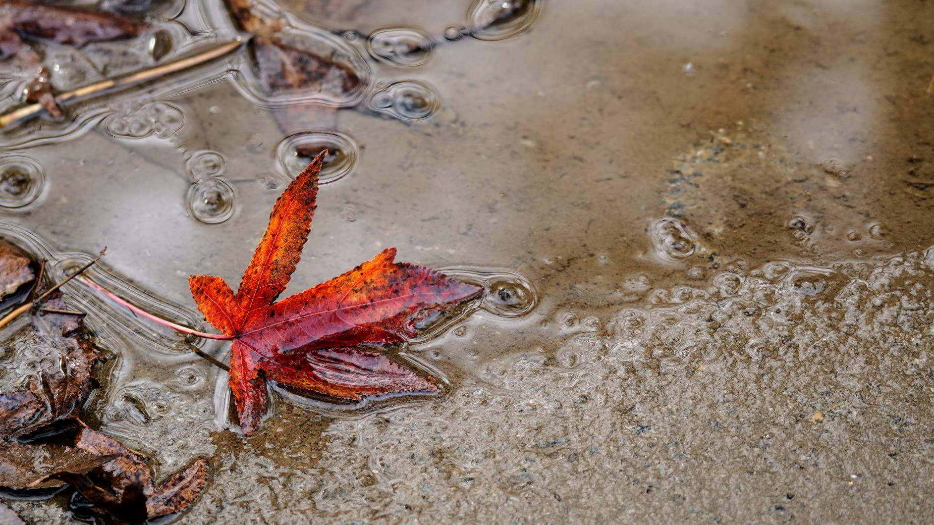 Sigma 150-600mm f5-6.3 DG DN OS Sports Lens for Sony E with Sunshine Photo Professional Bundle Customer Review Sigma 150-600mm f5-6.3 DG DN OS Sports Lens for Sony E with Sunshine Photo Professional Bundle - Customer Photo 2