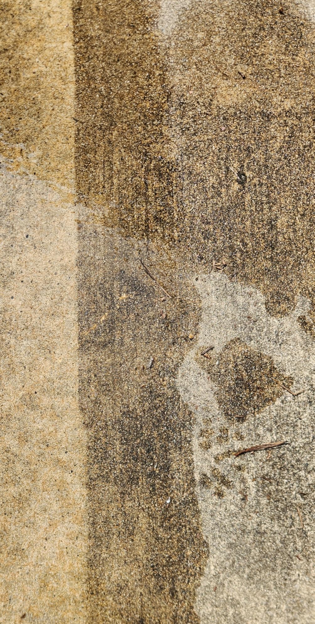 Westinghouse WPX3000 Gas Pressure Washer, 3000 PSI and 2.3 GPM, Spray Gun and Wand, 4 Nozzle Set, for Cars/Fences/Driveways/Homes/Patios/Furniture - Customer Photo 1