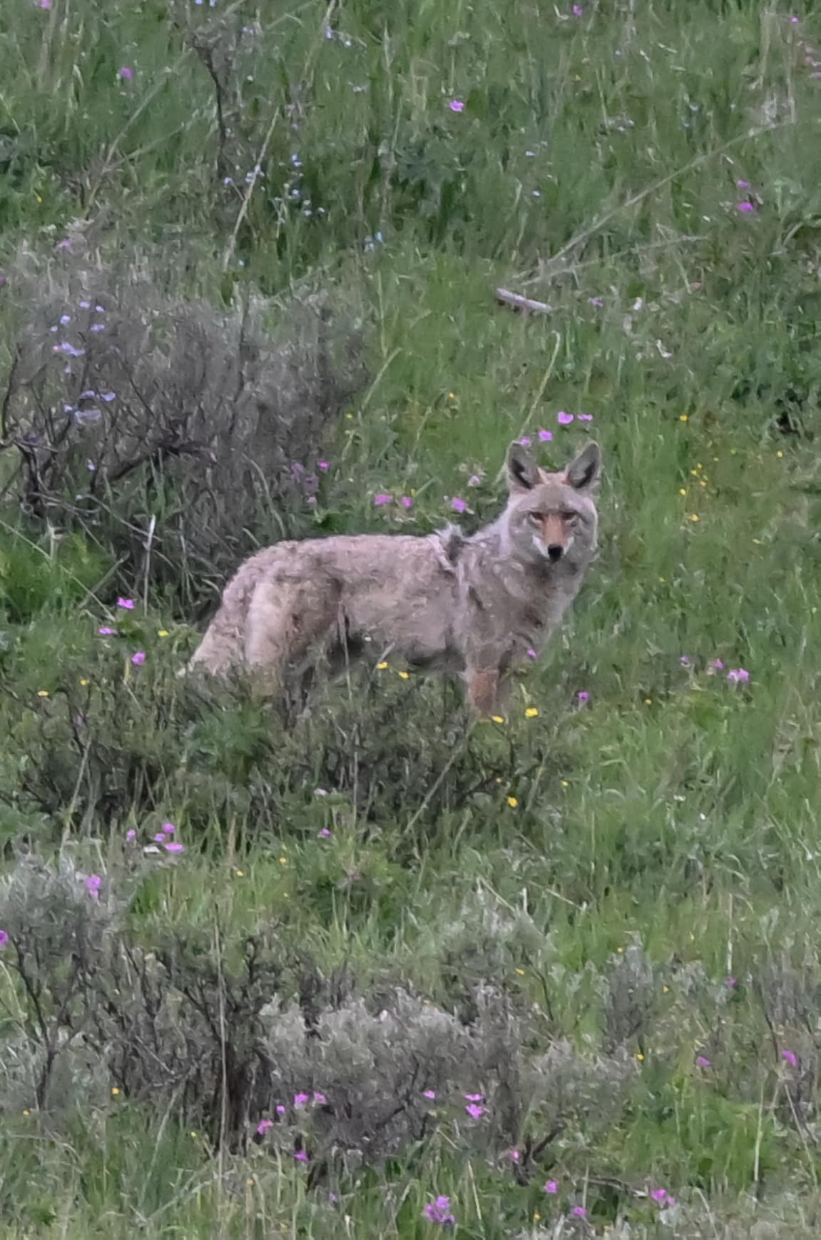 NEEWER GM102 Gimbal Head for Tripod Monopod Telephoto Lenses, 360° Panoramic Camera Tripod Head, 3 Axis Adjustment, Heavy Duty CNC Aluminum Alloy, Arca Type Quick Release System, Max Load 33lb/15kg - Customer Photo 1