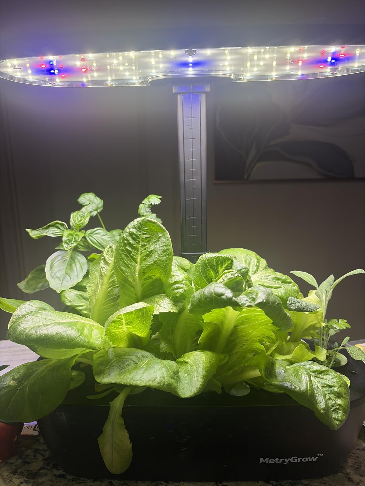 MG-15 Hydroponic Growing System Kits, Smart Indoor Garden with 24W Grow LED Light Full Spectrum, 15 Pods Herb Garden Planter Indoor Gardening for Gifts, Kitchen - Customer Photo 1