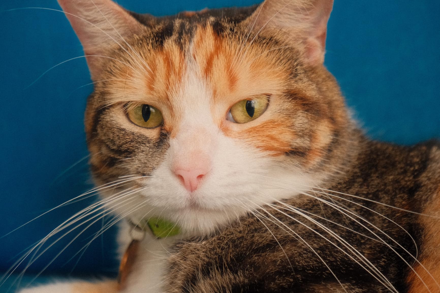 FUJIFILM X-M5 Mirrorless Digital Camera XC15-45mmF3.5-5.6 OIS PZ Lens Kit - Silver Customer Review FUJIFILM X-M5 Mirrorless Digital Camera XC15-45mmF3.5-5.6 OIS PZ Lens Kit - Silver - Customer Photo 1