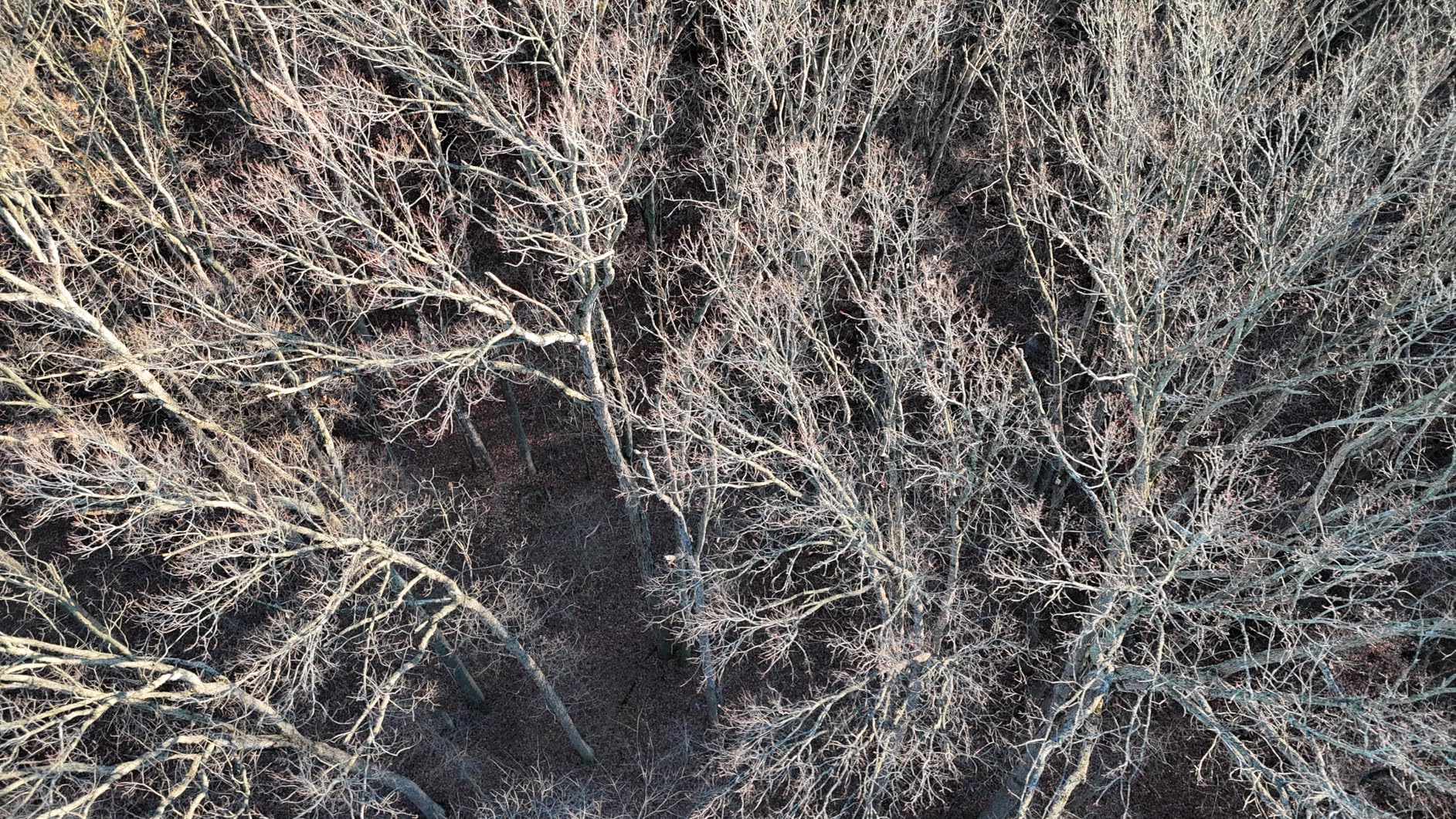 SKYROVER X1 Fly More Combo, Drone with Camera 4K for Adults, 8K Photo, Under 249g, 50000ft Transmission, 96-Min Flight Time with 3 Batteries Customer Review SKYROVER X1 Fly More Combo, Drone with Camera 4K for Adults, 8K Photo, Under 249g, 50000ft Transmission, 96-Min Flight Time with 3 Batteries - Customer Photo 5