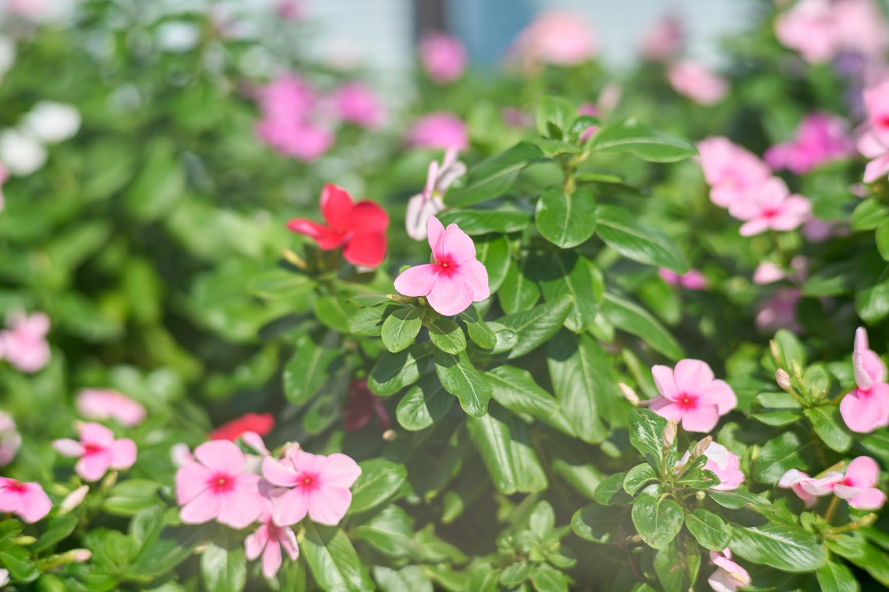 7artisans 75mm F1.4 Camera Lens Full Frame Large Aperture Lens,Soft Night Orbs,Refined Bokeh for Portrait Photography,Street,Humanistic etc (for Nikon Z) - Customer Photo 2