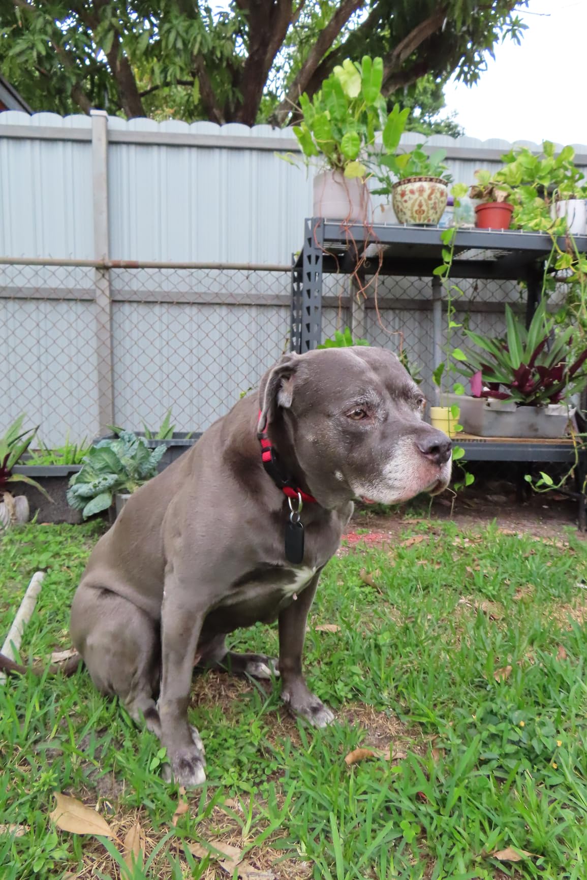 Canon PowerShot SX740 HS Digital Camera | 20.3MP CMOS Sensor, 40x Optical Zoom, 4K UHD Video, Wi-Fi & Bluetooth | Compact Point-and-Shoot Camera with Bag and 64GB Card - Customer Photo 2