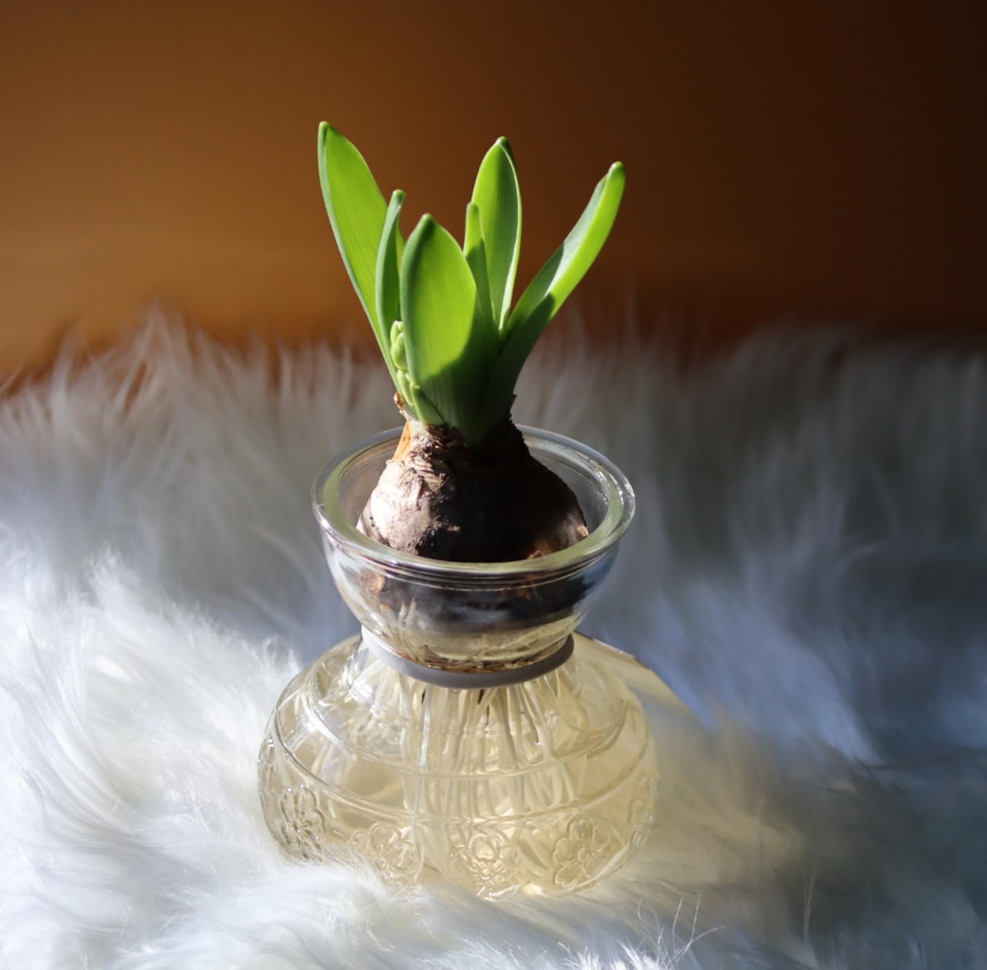 Canon RF75-300mm F4-5.6 - Customer Photo 2