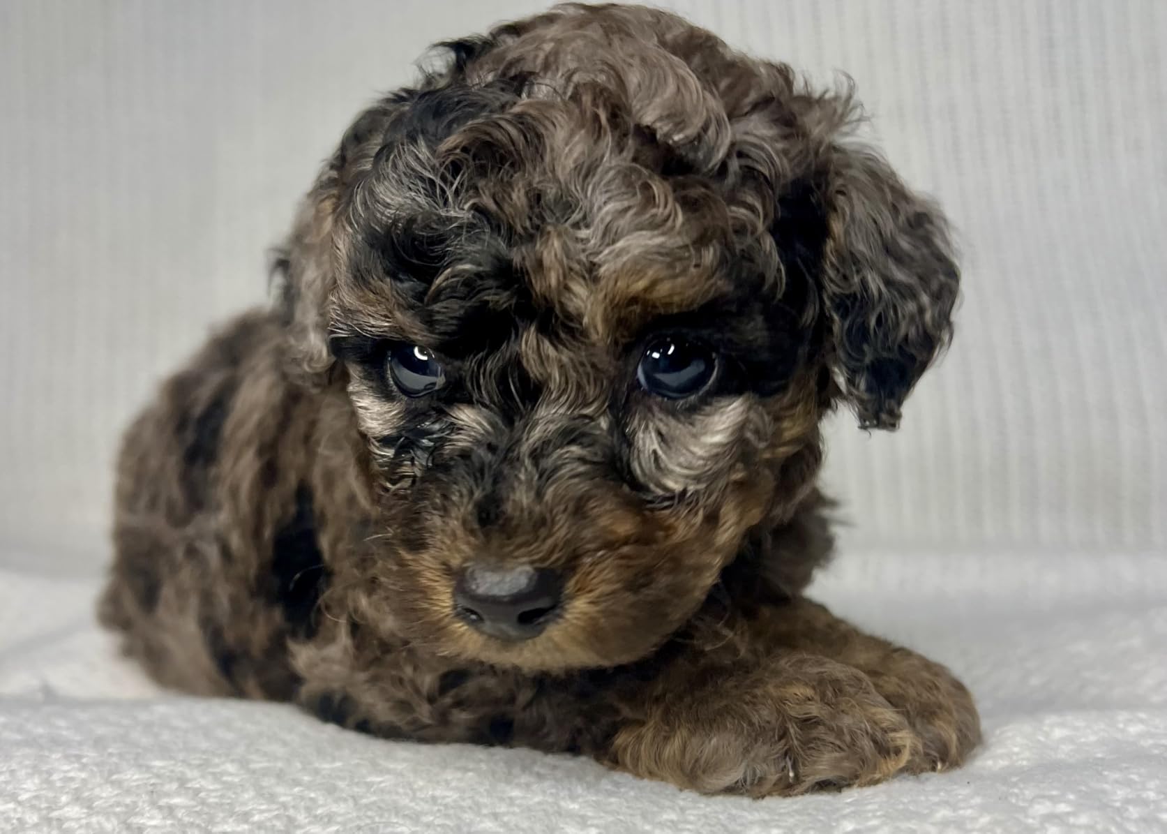 Torjim 12'' LED Video Light Kit | High Brightness | 5 Lighting Modes | 3000-6500K Studio Lights with Tripod Stand, Phone Holder &Wireless Remote | Professional Photography Lighting for Video Recording Customer Review Torjim 12'' LED Video Light Kit | High Brightness | 5 Lighting Modes | 3000-6500K Studio Lights with Tripod Stand, Phone Holder &Wireless Remote | Professional Photography Lighting for Video Recording - Customer Photo 1