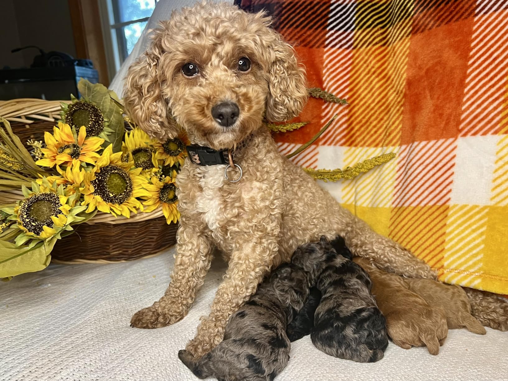 Torjim 12'' LED Video Light Kit | High Brightness | 5 Lighting Modes | 3000-6500K Studio Lights with Tripod Stand, Phone Holder &Wireless Remote | Professional Photography Lighting for Video Recording Customer Review Torjim 12'' LED Video Light Kit | High Brightness | 5 Lighting Modes | 3000-6500K Studio Lights with Tripod Stand, Phone Holder &Wireless Remote | Professional Photography Lighting for Video Recording - Customer Photo 2