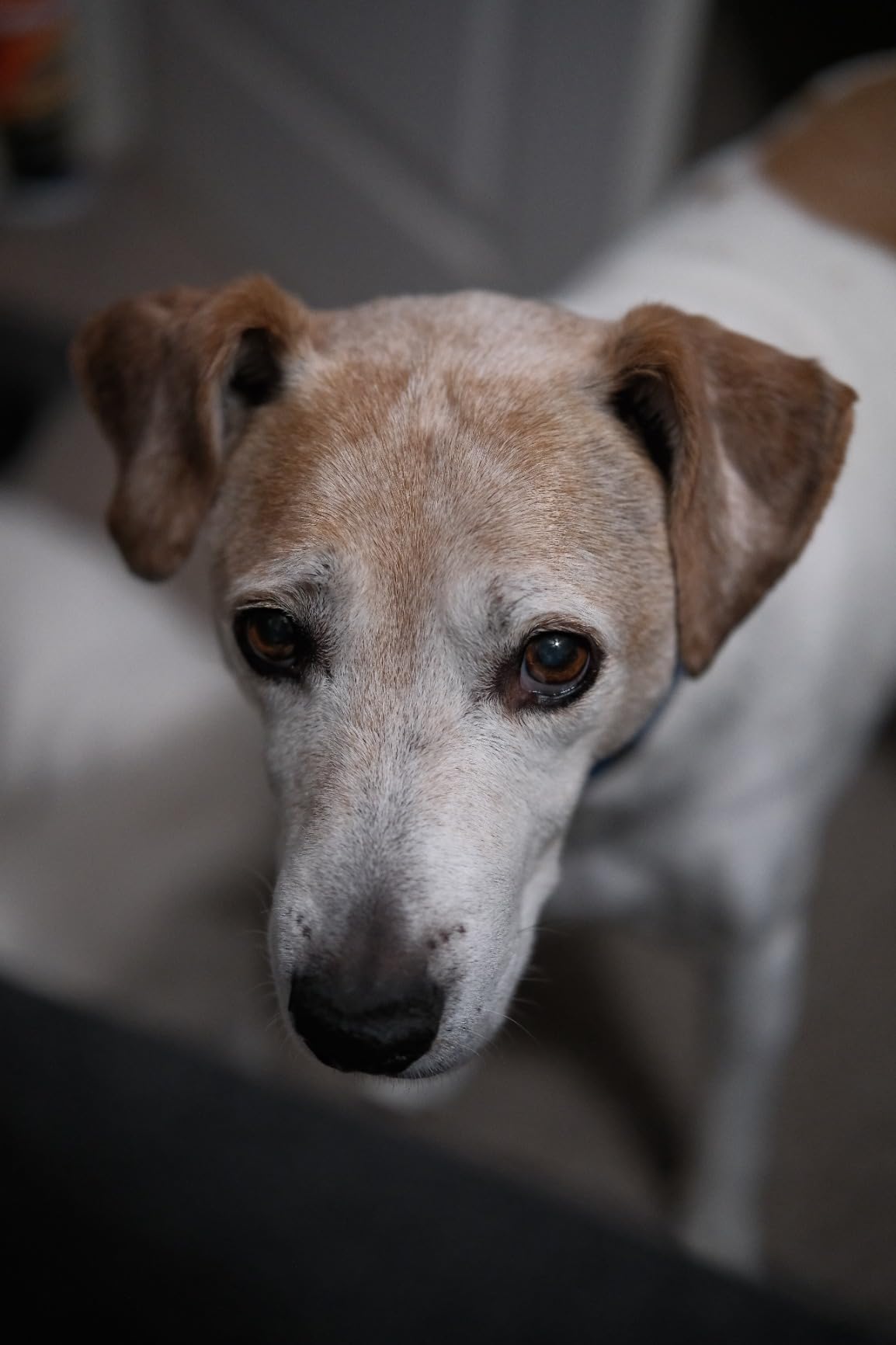 Viltrox 56mm F1.2 Fuji, AF 56/1.2 PRO XF APS-C Auto Focus Camera Lens Compatible with Fujifilm X-T4 X-T5 X-T20 X-T30 X-H2S X-Pro3 X Mount Cameras - Customer Photo 1