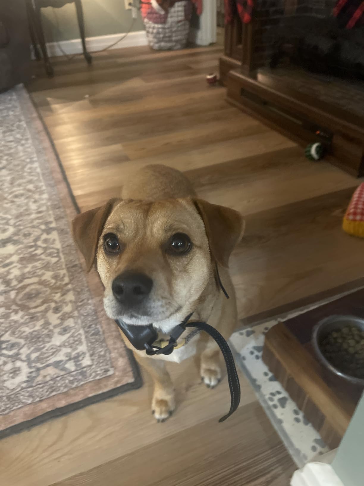 TTPet GPS Wireless Dog Fence, Electric Pet Fence System, IPX6 Waterproof Collar, Beep Vibration Shock Correction, for Dogs Over 18 Lbs Customer Review TTPet GPS Wireless Dog Fence, Electric Pet Fence System, IPX6 Waterproof Collar, Beep Vibration Shock Correction, for Dogs Over 18 Lbs - Customer Photo 1