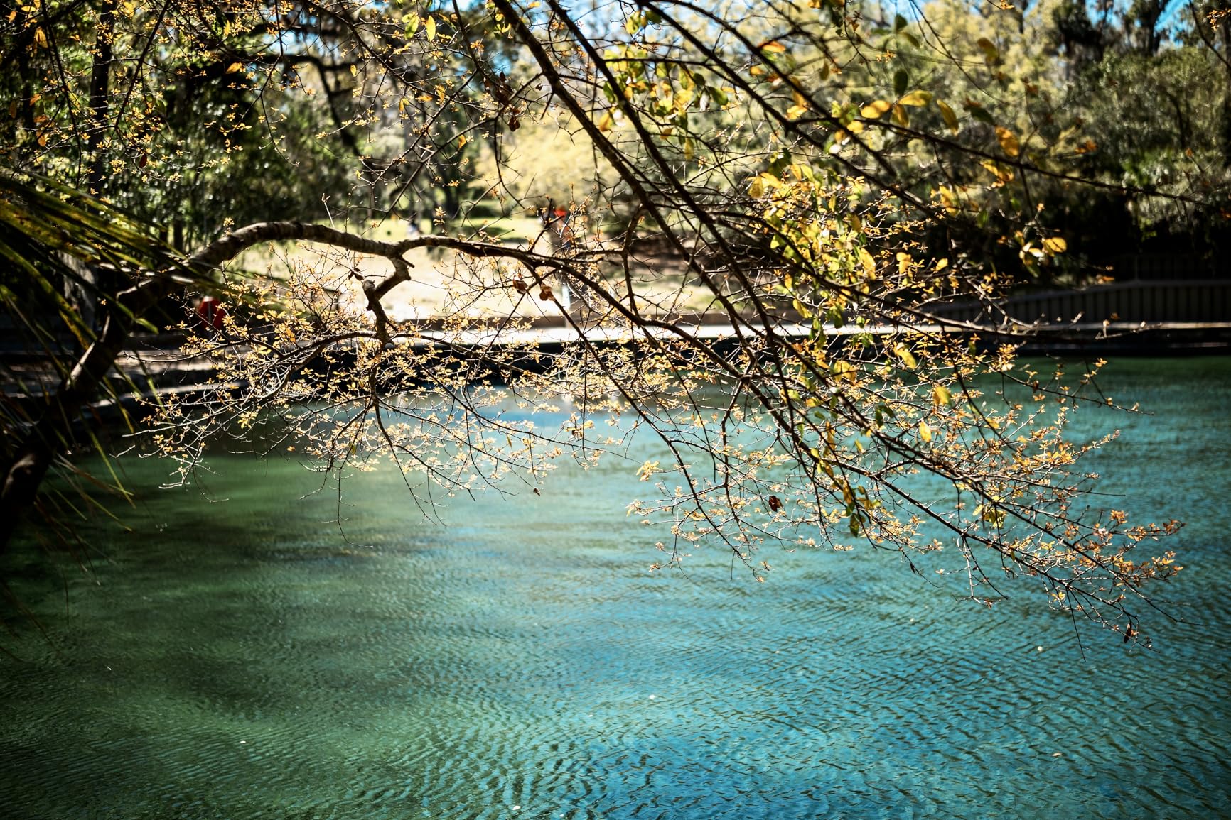 VILTROX AF 50mm F1.4 Pro FE Lens for Sony Full Frame - Customer Photo 2