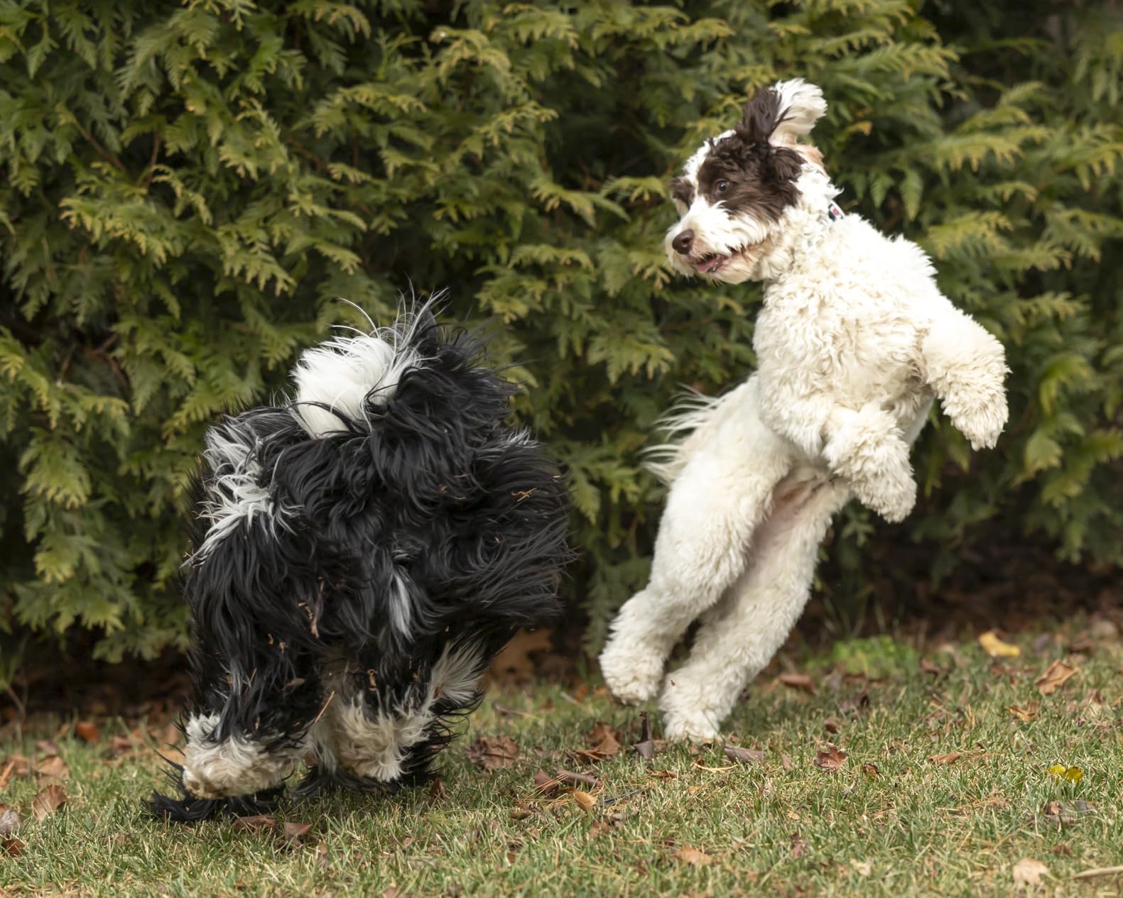 Canon EOS R6 Mark III Body - Customer Photo 2