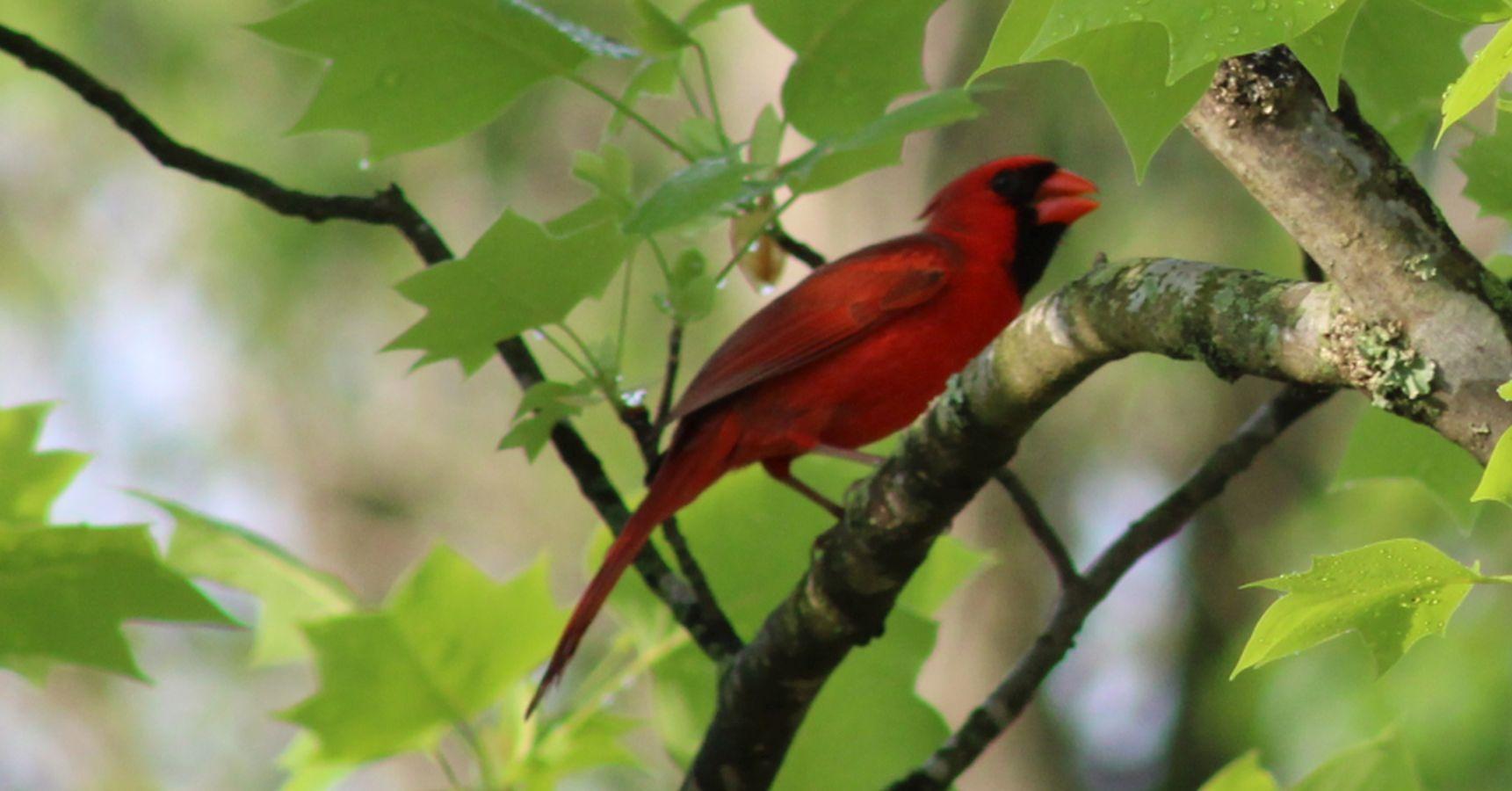 Canon EOS Rebel T7 DSLR Camera with EF18-55mm + EF 75-300mm Double Zoom Kit 2727C021 Bundle with Lexar Premium 64GB SDXC Memory Card, Deco Essentials Camera Bag and Corel Photo Video Suite - Customer Photo 3