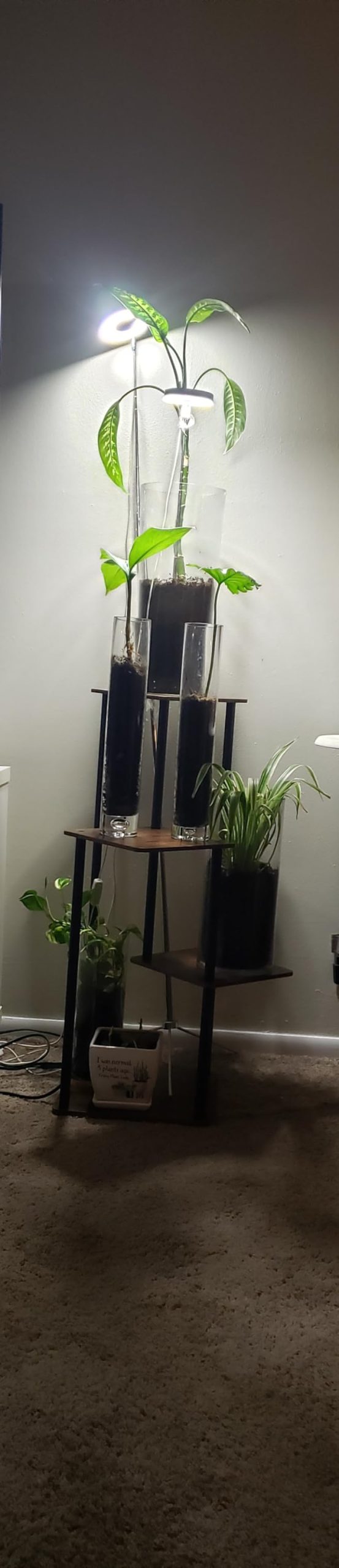 AZERPIAN Plant Stand 5 Tier Indoor Metal Flower Shelf for Multiple Plants Corner Tall Flower Holders for Patio Garden Living Room Balcony Bedroom, Black (5 Tier-Black) customer photo 2