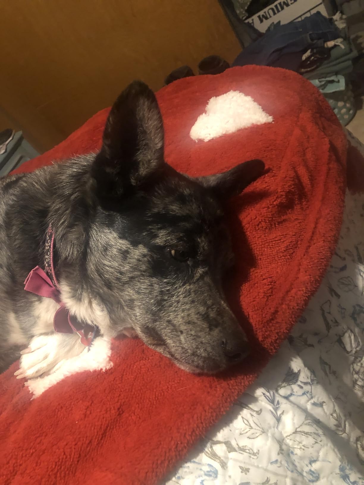 Bedsure Valentines Day Throw Blanket - Soft and Warm Sherpa Heart Throws Valentines Day Gifts for Him and Her, I Love You Red 50