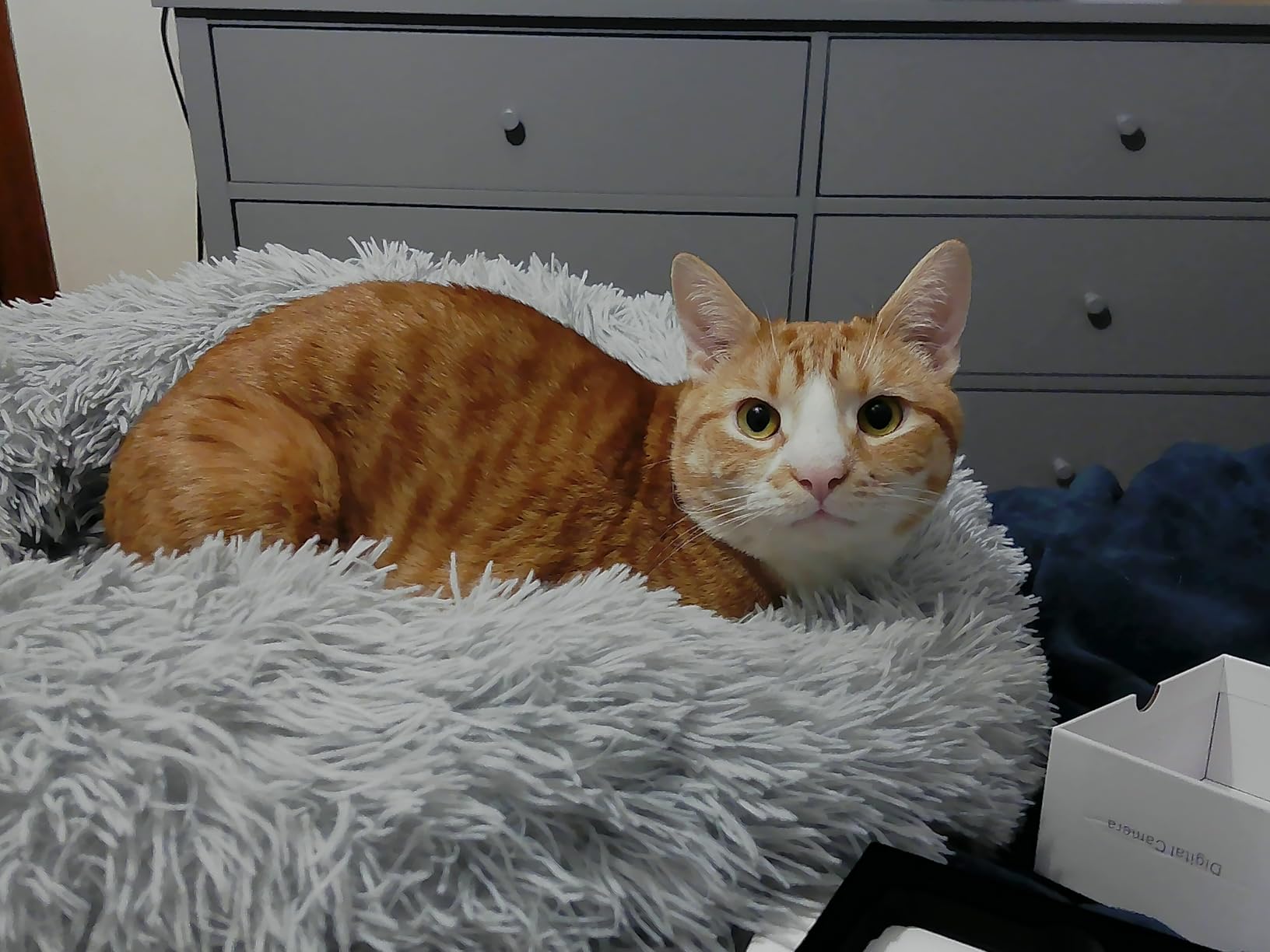 Digital Camera with Front Rear Lens, Autofocus 64MP 4K Camera for Photography with 32GB Card, Portable Compact Point and Shoot Camera for Teens Adult Beginner with Metal Shell, 2000mAh Battery customer photo 1