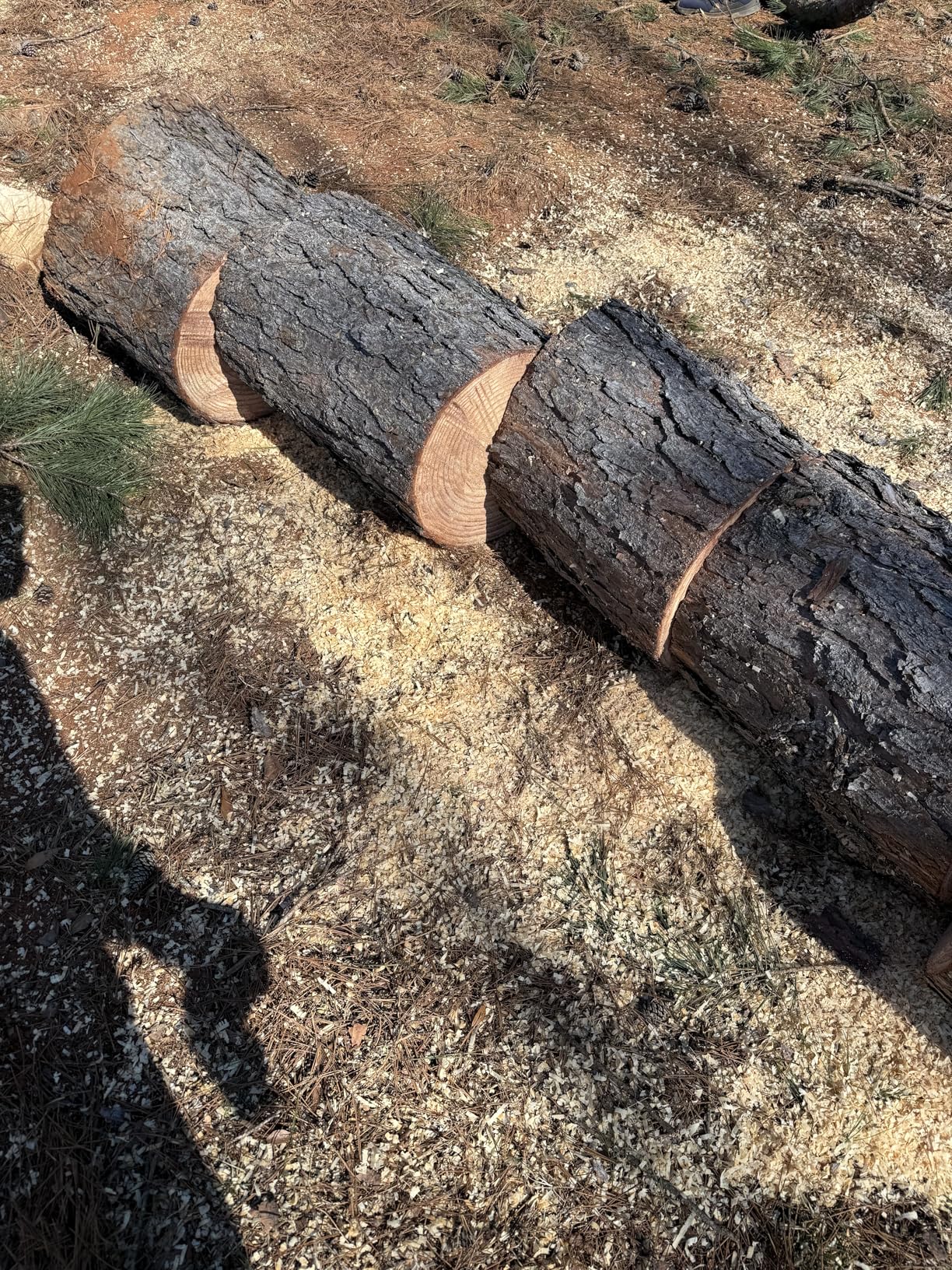 62cc Gas Chainsaw, 18 & 22 Inch Professional Chainsaw with 2-Cycle Engine & Anti-Vibration System, Quick Start Technology for Tree Cutting, Firewood, Logging (62CC 18in+22in) customer photo 1