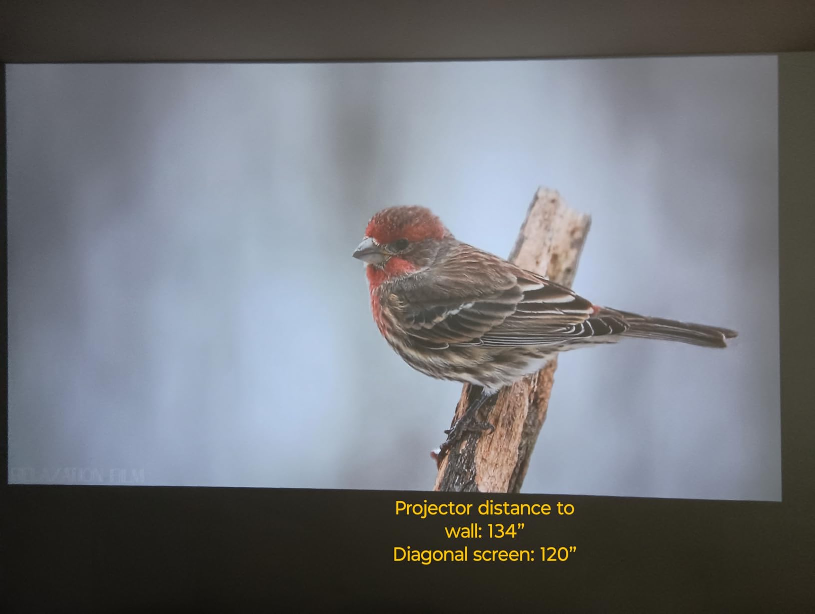 [Officially-Licensed APP/4K Support/Dolby Audio] Portable Smart Projector with WiFi and Bluetooth, Auto Focus & Keystone/Zoom,360°Adjustable Stand, iWIMIUS Mini Outdoor Moive Proyector（2026 Upgraded） customer photo 2