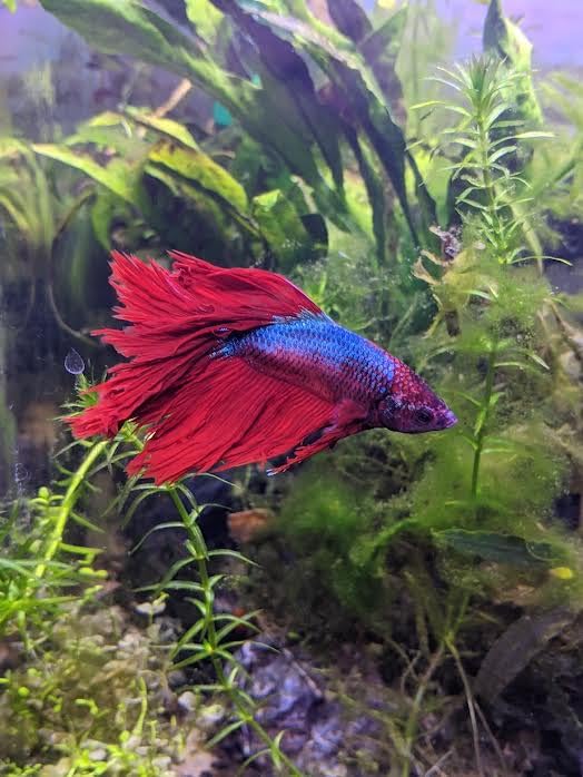 Eheim Classic Canister Filter 2215, Classic 350 customer photo 2