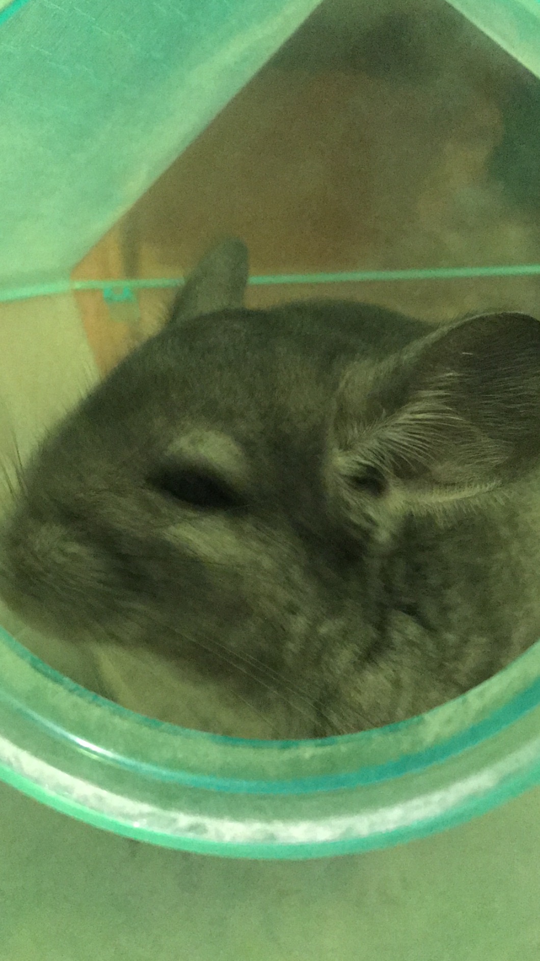 Kaytee Chinchilla Bath House Assorted 8.64 inches x 9 inches x 8.5 inches customer photo 2