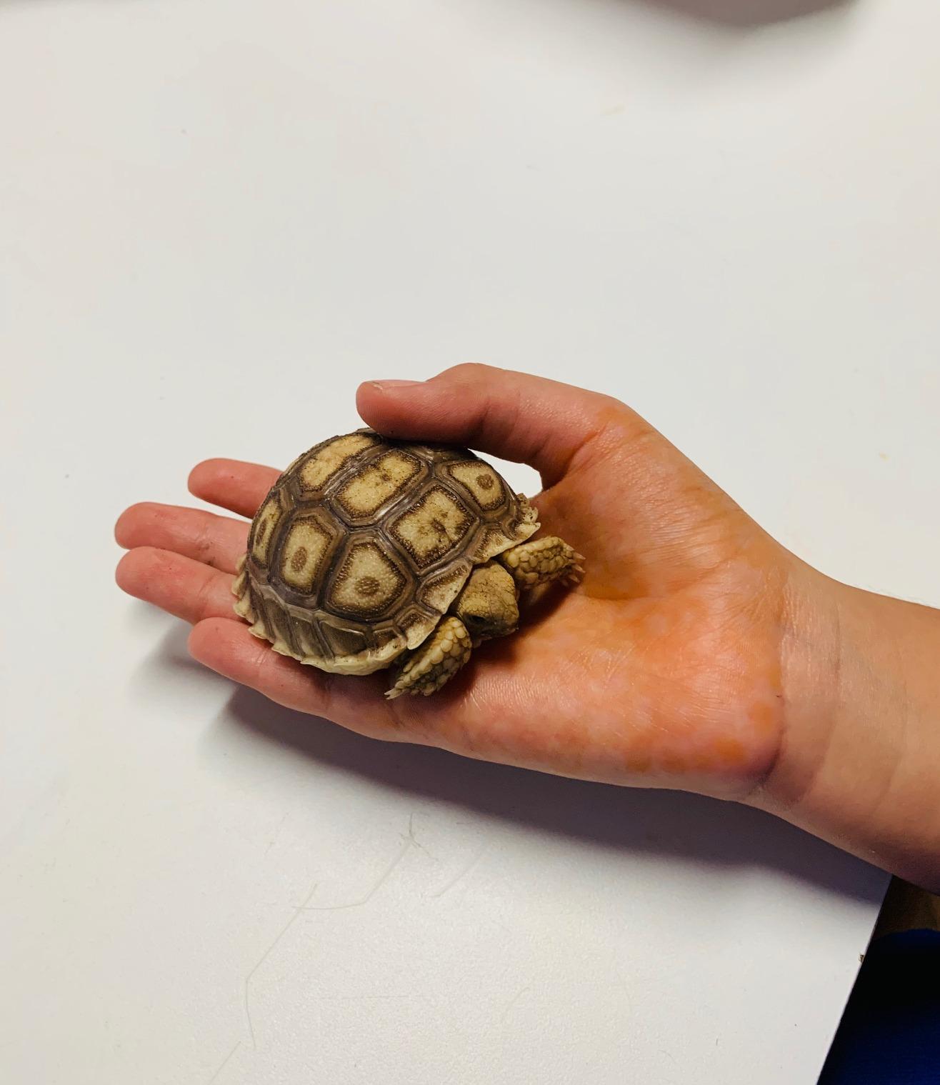 Fluker's Ceramic Heat Emitter, Natural Infrared Heating Bulb for Reptiles, 100 Watt customer photo 2