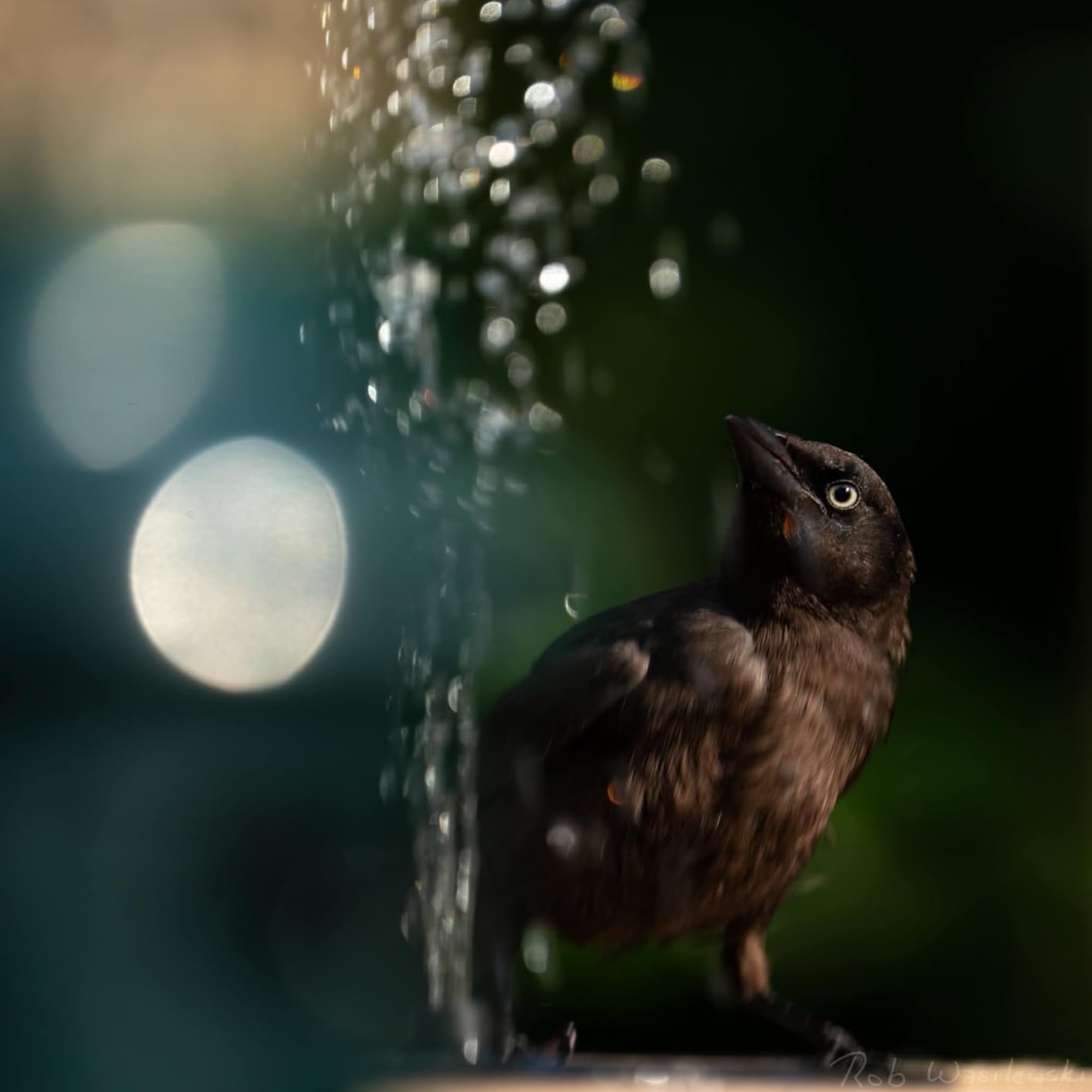 API Heated Bird Bath | Heated BirdBath with Stand or Deck Mount | Outdoor Bird Bath for Winter and All Seasons | 150 Watt | Made in USA customer photo 1