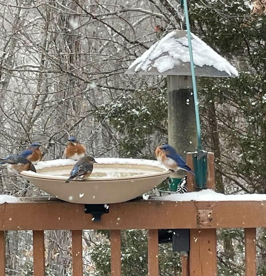 API Heated Bird Bath | Heated BirdBath with Stand or Deck Mount | Outdoor Bird Bath for Winter and All Seasons | 150 Watt | Made in USA customer photo 2