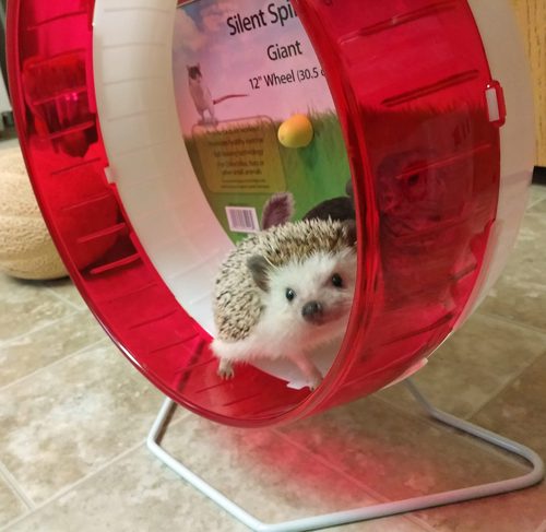 Kaytee Silent Spinner Wheel For Pet Chinchillas, Rats, and Hedgehogs, Giant 12 Inch customer photo 1