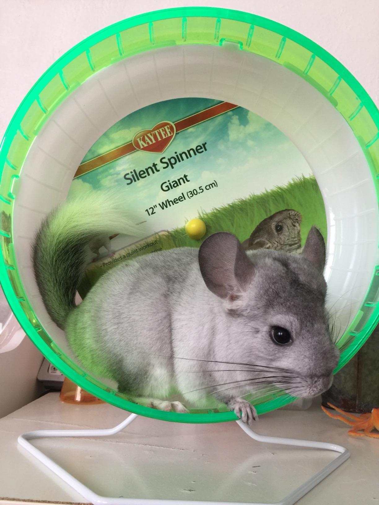 Kaytee Silent Spinner Wheel For Pet Chinchillas, Rats, and Hedgehogs, Giant 12 Inch customer photo 2