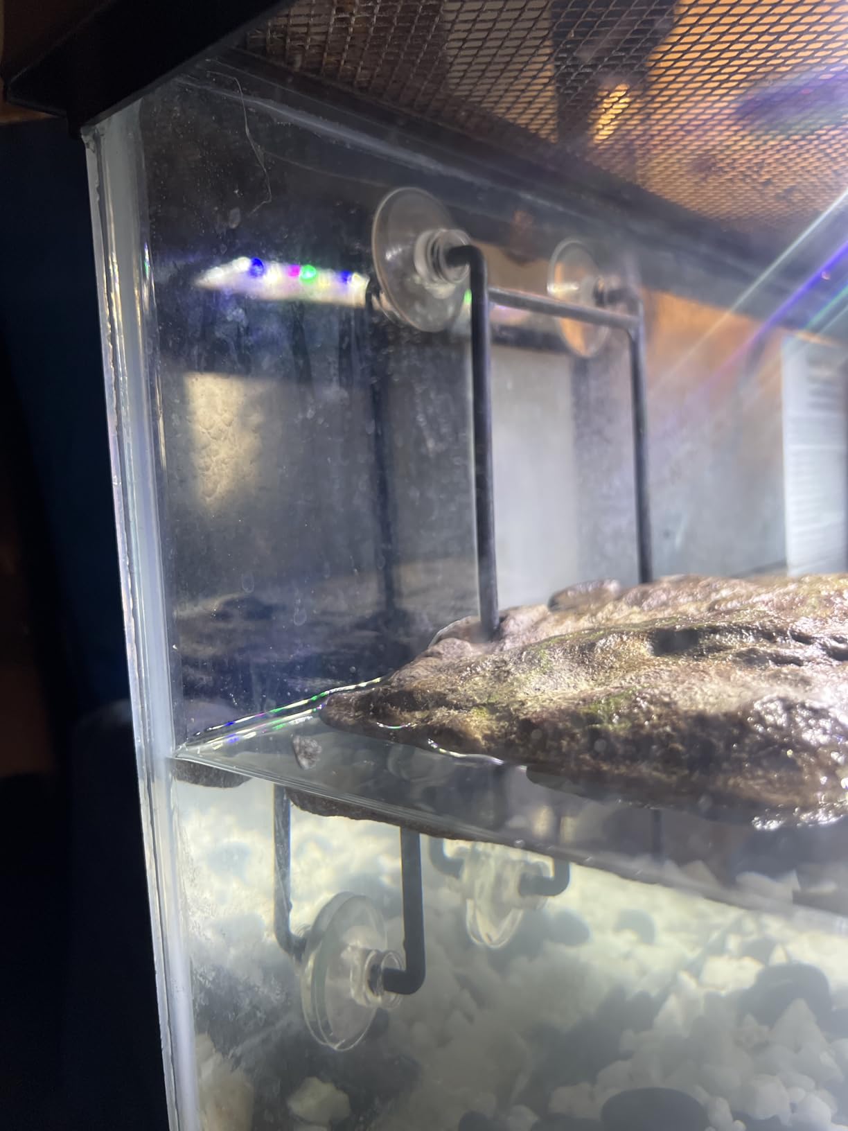 Zoo Med Laboratories SZMTDS4 Zoo Turtle Dock Suction Cups customer photo 1