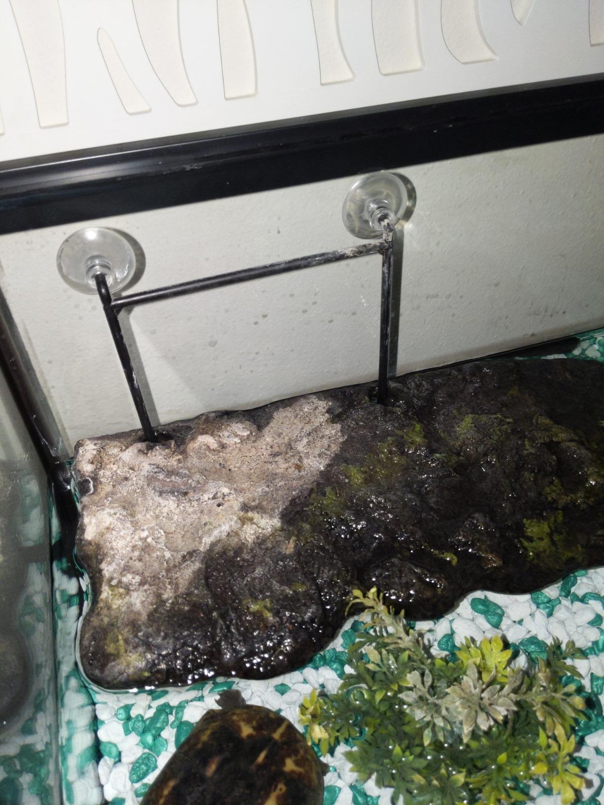 Zoo Med Laboratories SZMTDS4 Zoo Turtle Dock Suction Cups customer photo 2