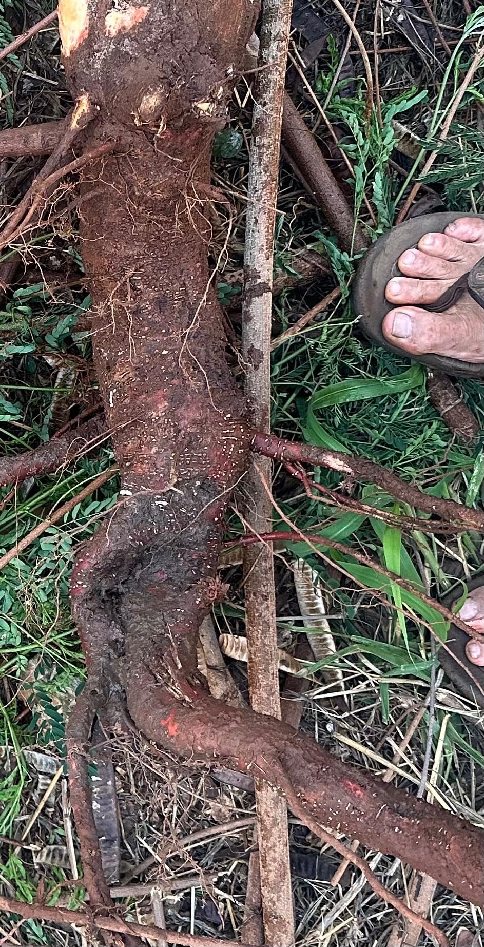 BIG RED TR6501B Torin 48