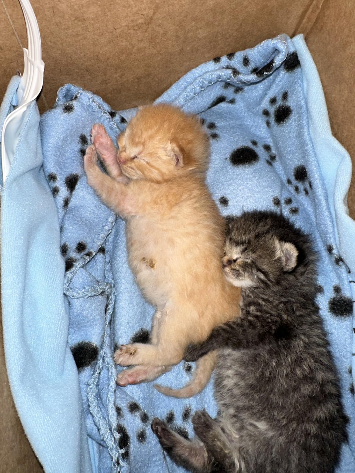 Sunbeam Heating Pad Standard Size customer photo 1