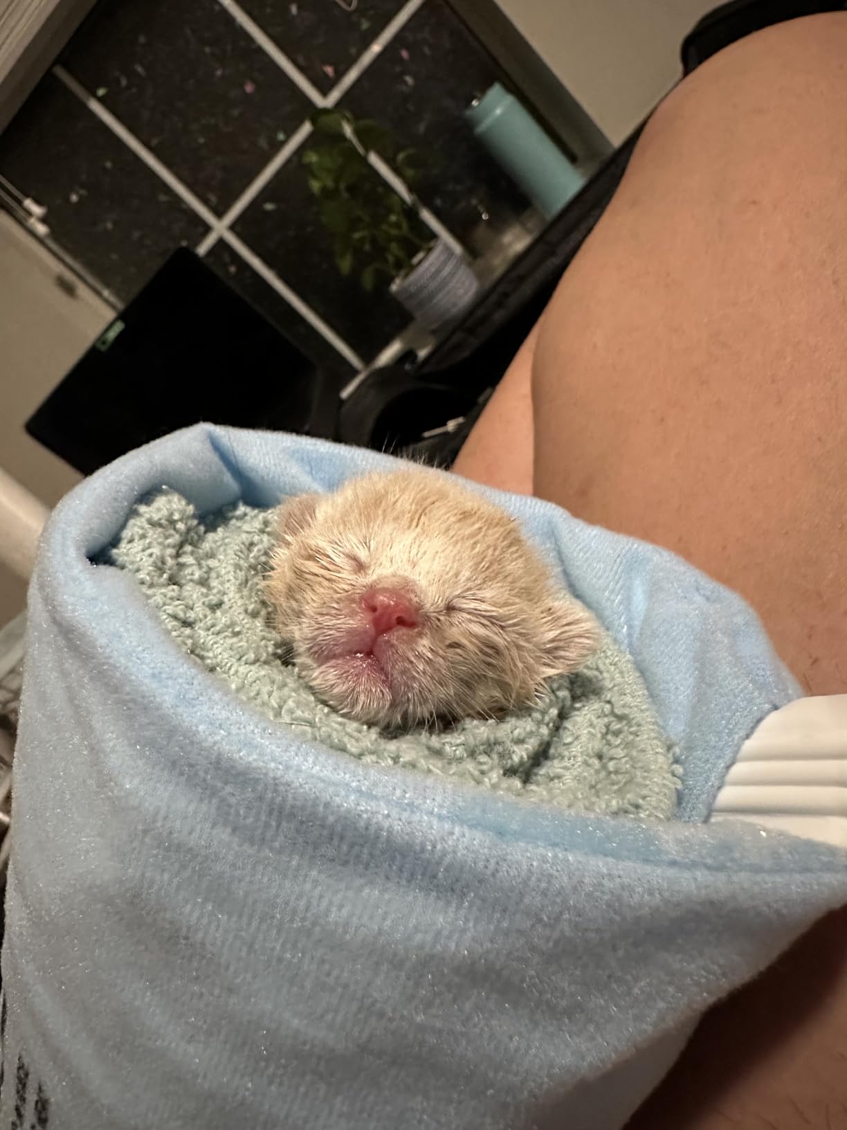 Sunbeam Heating Pad Standard Size customer photo 2