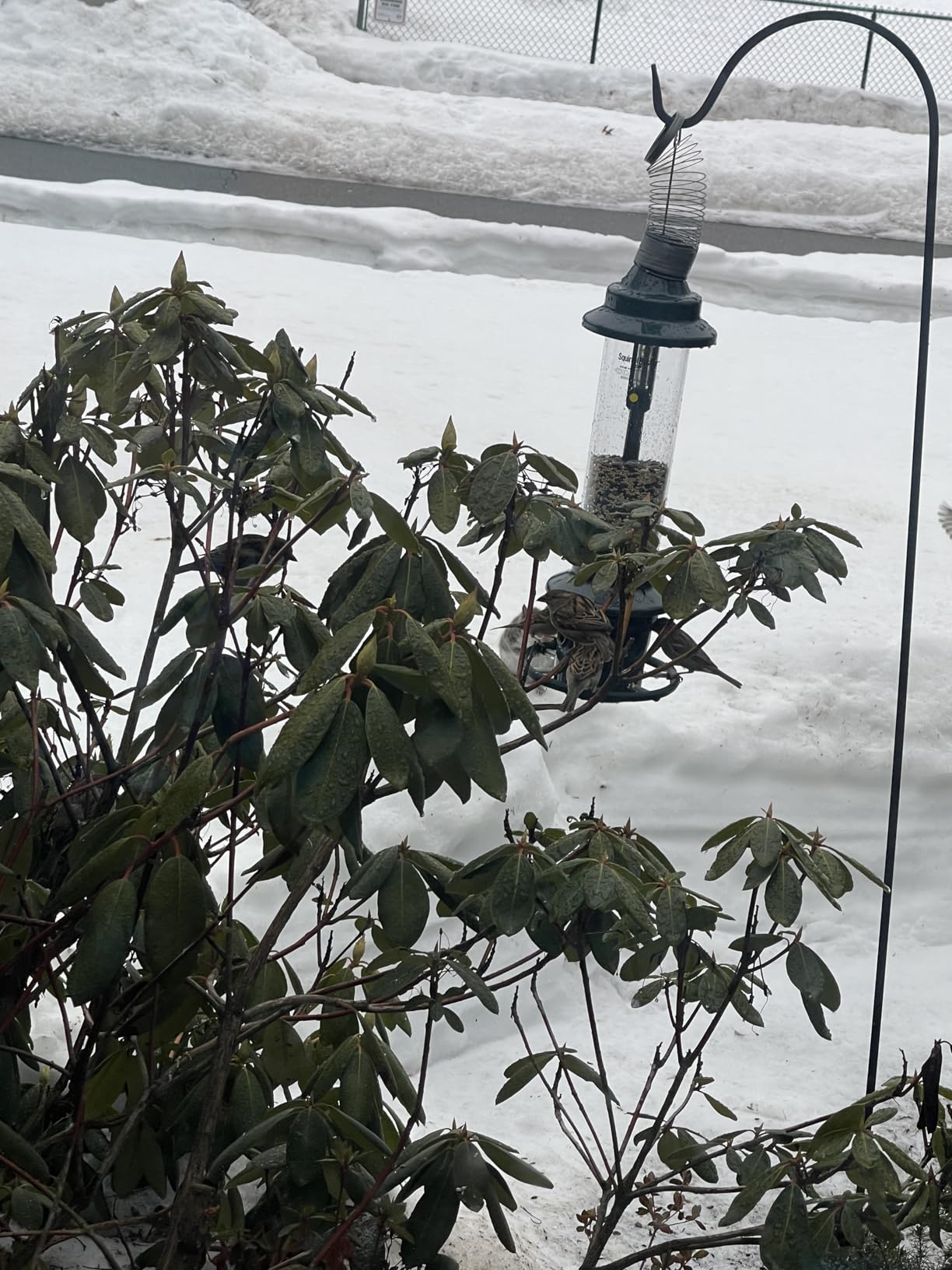 Squirrel Buster Plus Squirrel-proof Bird Feeder w/Cardinal Ring and 6 Feeding Ports, 5.1-pound Seed Capacity, Adjustable, Pole-mountable (POLE ADAPTOR SOLD SEPARATELY), Green customer photo 1