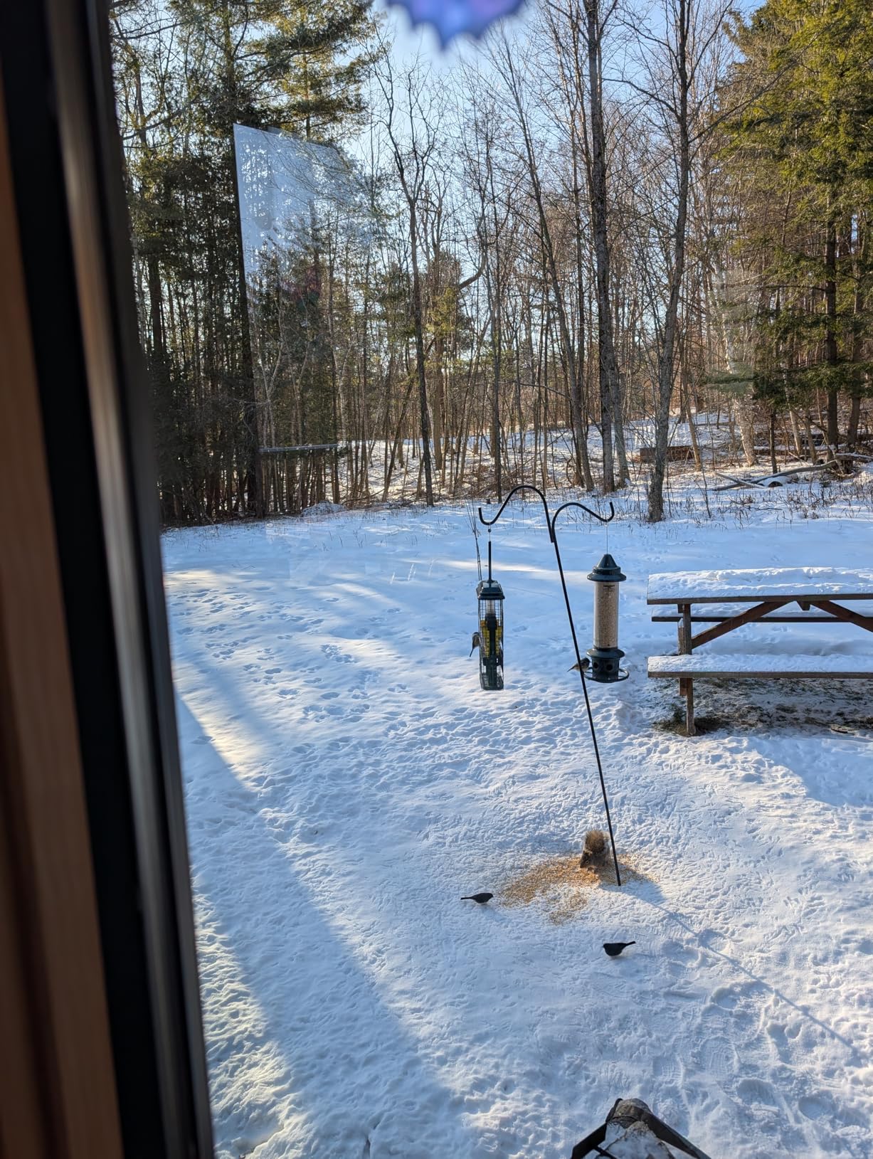 Squirrel Buster Plus Squirrel-proof Bird Feeder w/Cardinal Ring and 6 Feeding Ports, 5.1-pound Seed Capacity, Adjustable, Pole-mountable (POLE ADAPTOR SOLD SEPARATELY), Green customer photo 2