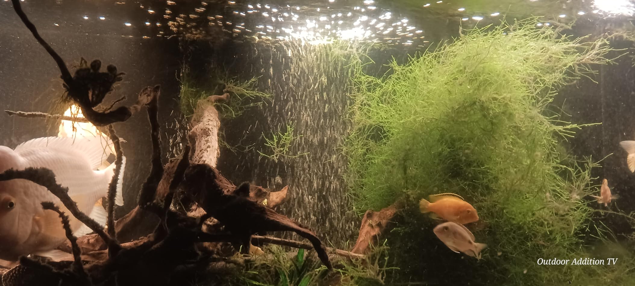 Tetra Whisper Air Pump Up To 10 Gallons, For Aquariums, Powerful Airflow, Non-UL Listed customer photo 1