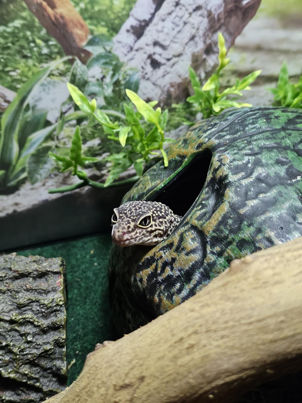 Zoo Med Reptile Shelter 3 in 1 Cave, Small customer photo 1