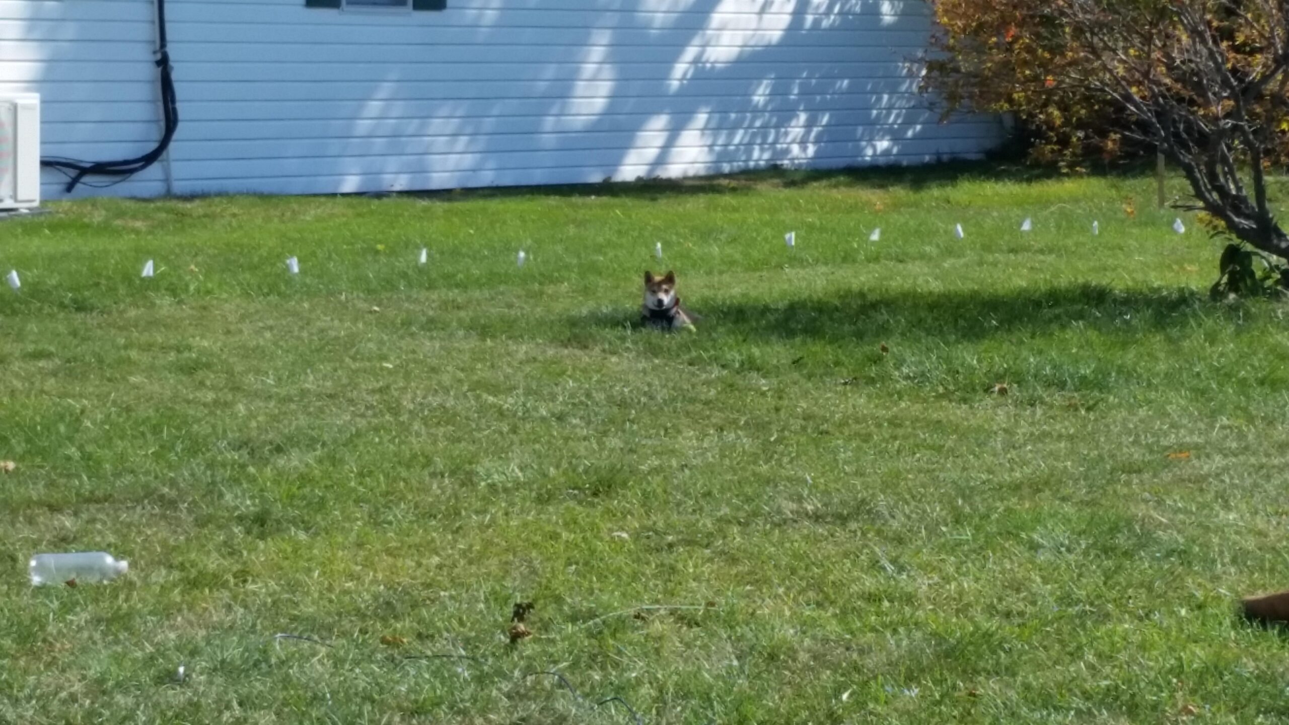 PetSafe Stubborn Dog In-Ground Fence - Invisible Pet Containment Kit - Covers Up to 1/3 Acre with 500 ft of 20 Gauge Wire - for Dogs Older Than 6 Months Weighing 8lb+ customer photo 2