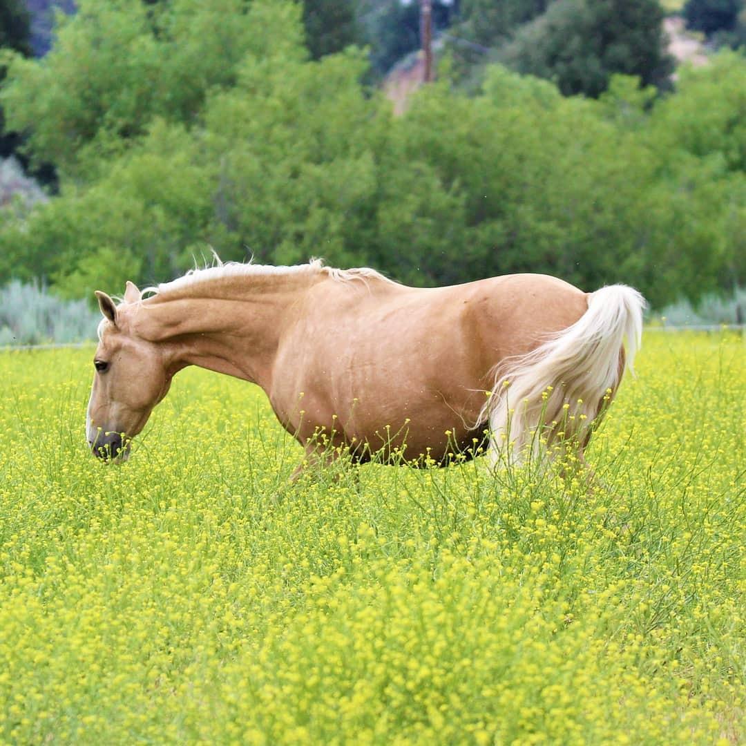 RICHDEL 784299540507 Legacy Pellets Joint Support for Senior Horses, 5 lb customer photo 1