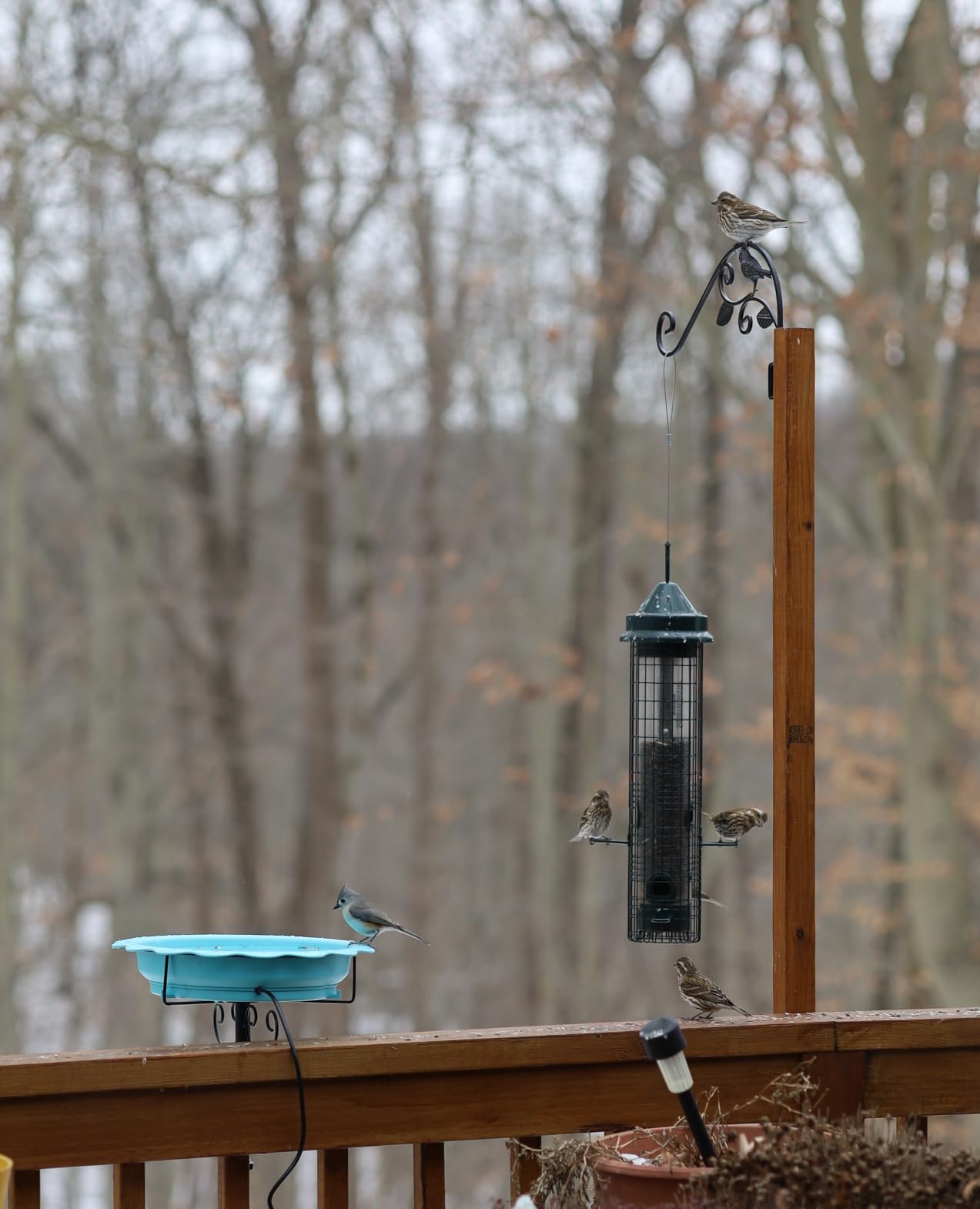 Squirrel Buster Classic Squirrel-proof Bird Feeder w/4 Feeding Ports, 2.4-pound Seed Capacity customer photo 1