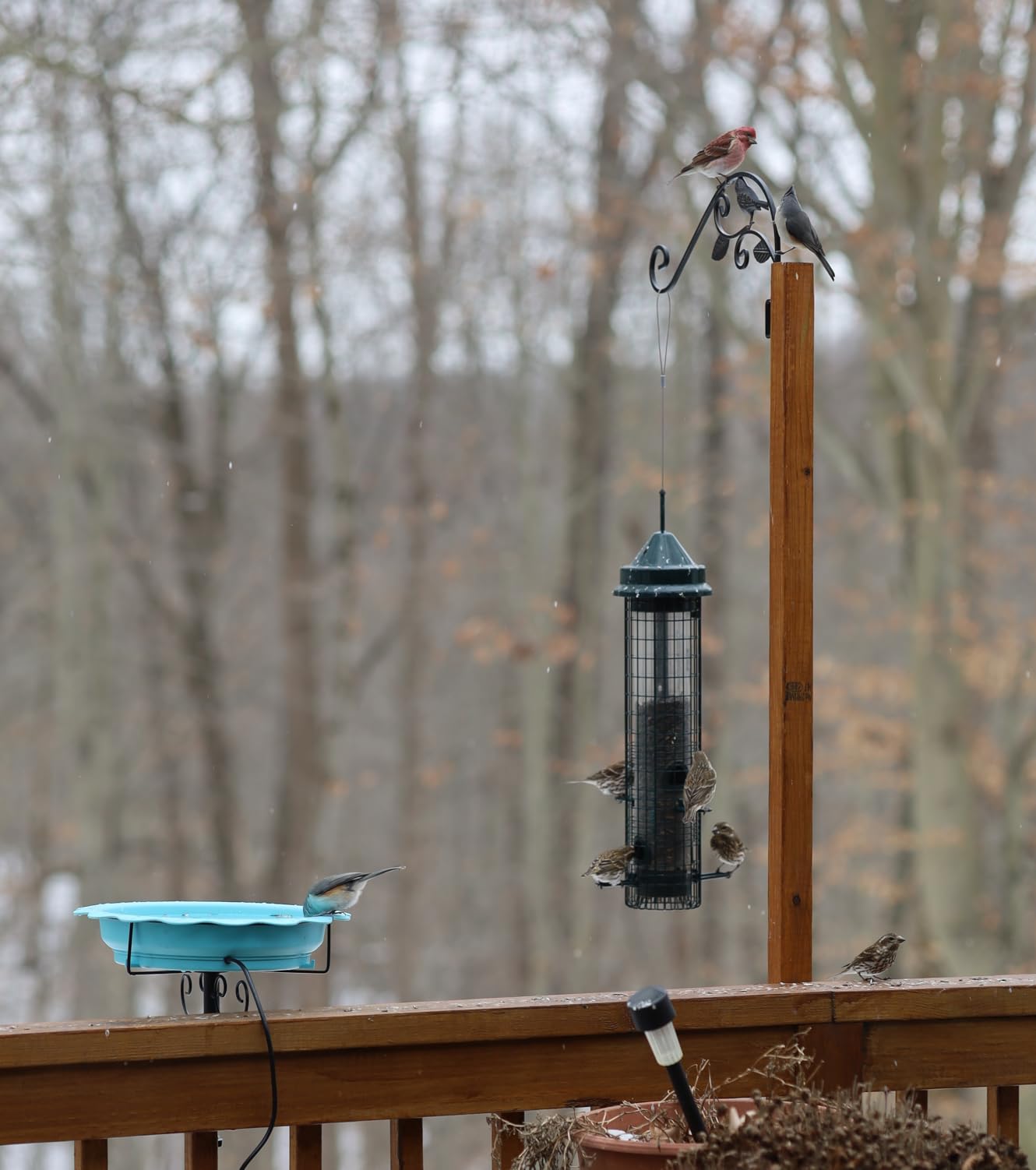 Squirrel Buster Classic Squirrel-proof Bird Feeder w/4 Feeding Ports, 2.4-pound Seed Capacity customer photo 2