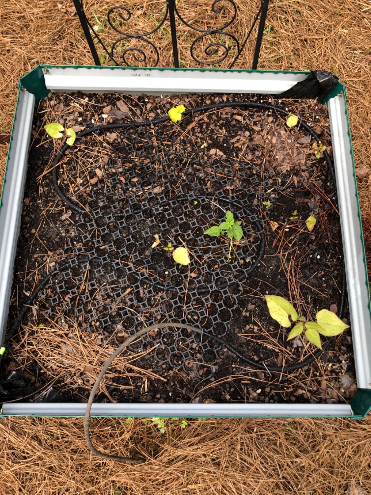 Raindrip 015005T 1/4-Inch by 50-Foot Soaker Hose Tubing for Drip Irrigation, Use in Vegetable Garden, Planters, and Borders, 50-Foot, Black customer photo 1