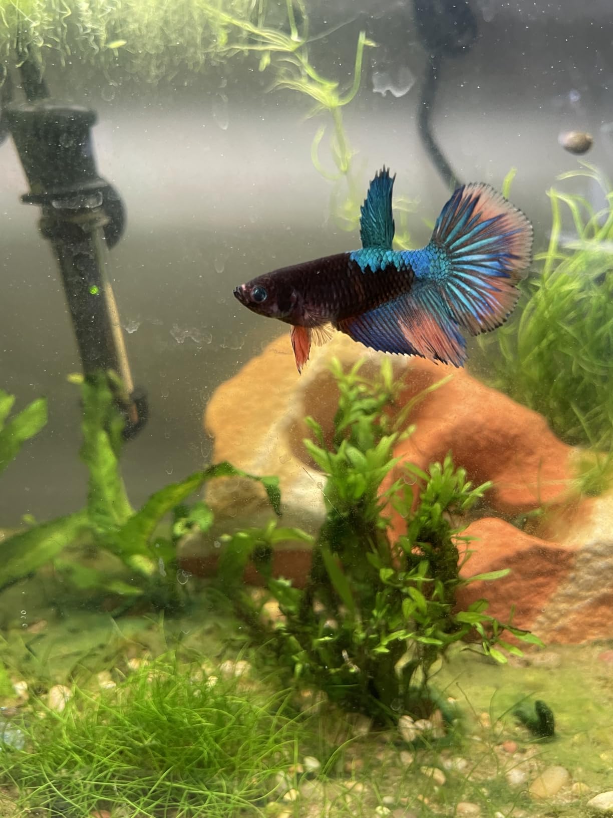 Tetra HT Submersible Aquarium Heater With Electronic Thermostat, 50-Watt, 2-10 Gallon customer photo 1